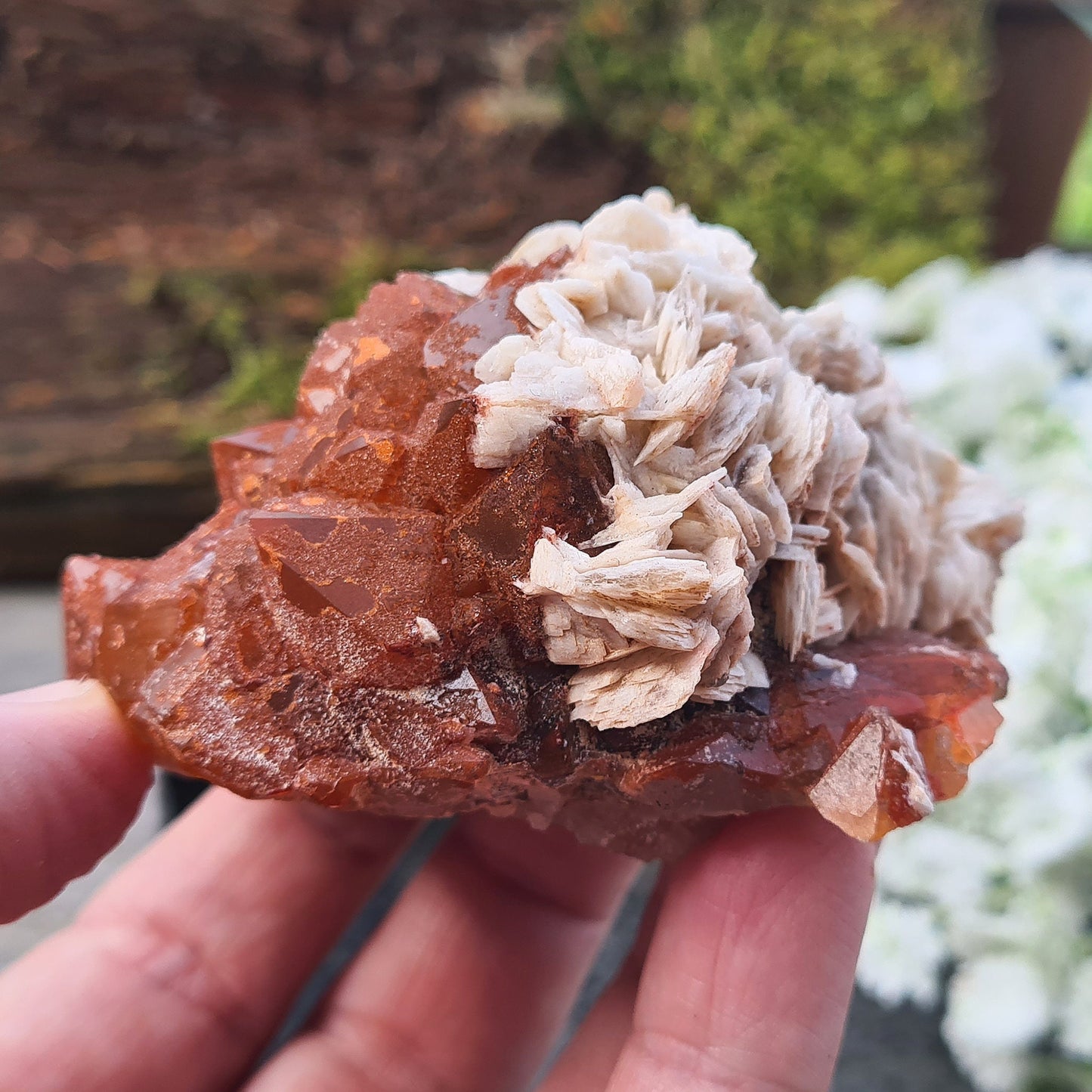 Discover the unique beauty of Red Quartz with Barite, a rare crystal known for its grounding and emotional healing properties. Collectors specimen.