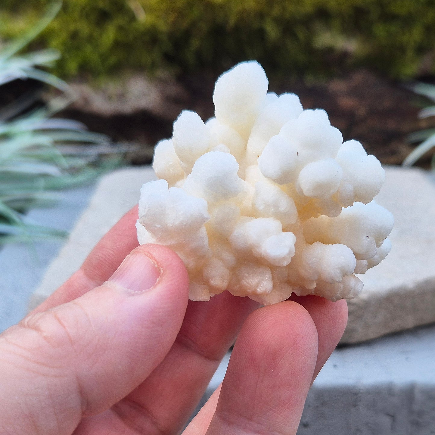 Cave Calcite, also known as Cave Popcorn or Coralloid, is actually Aragonite, not Calcite. This stunning mineral forms in caves, mines, and moist limestone-rich areas,