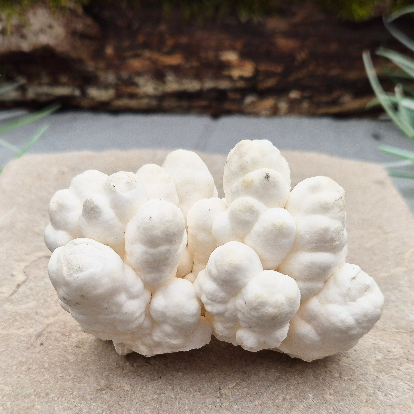 Cave Calcite, also known as Cave Popcorn or Coralloid, is actually Aragonite, not Calcite. This stunning mineral forms in caves, mines, and moist limestone-rich areas