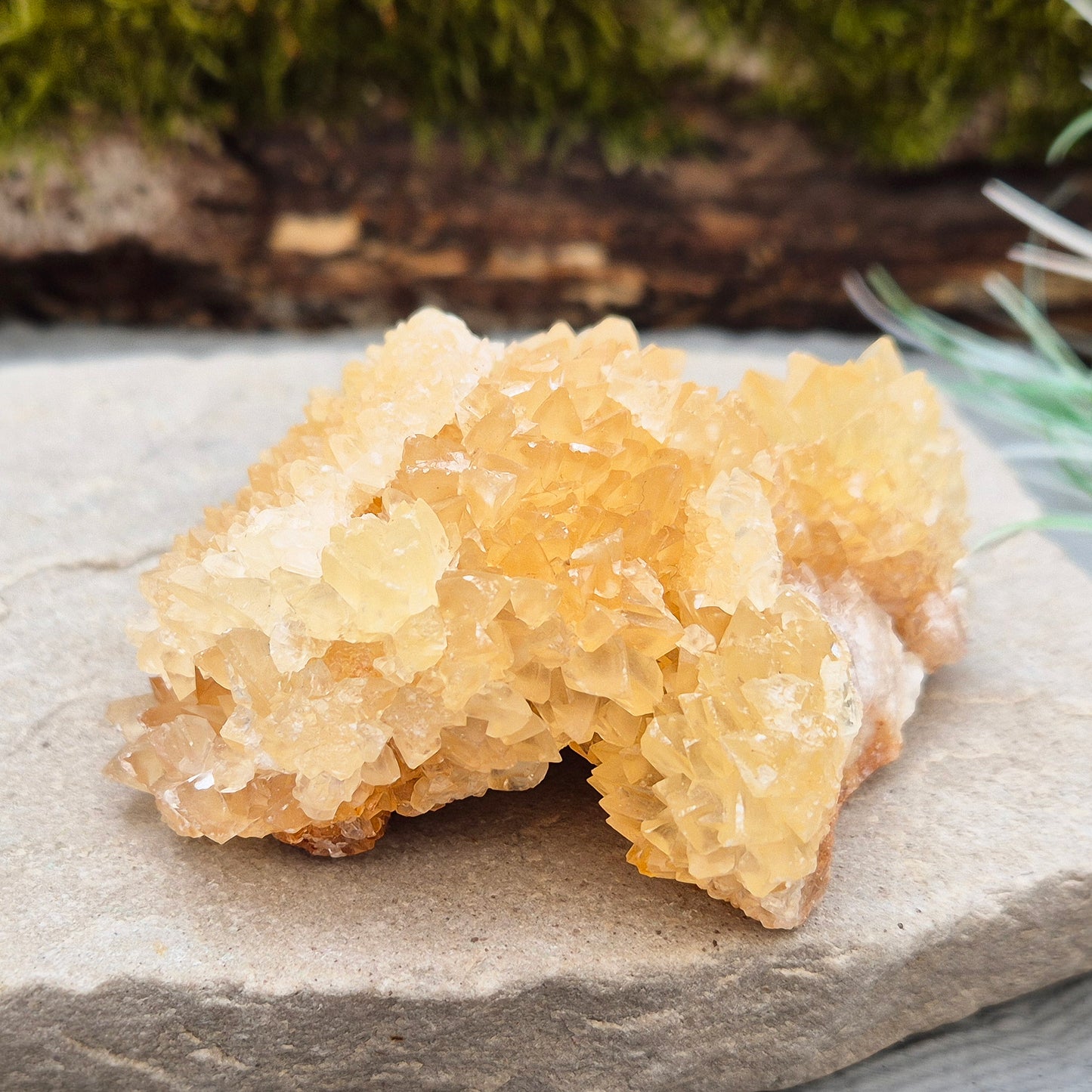 Golden Healer Quartz Cluster – Natural Crystal Formation from Indonesia | Ideal for Display, Meditation, or Healing Work