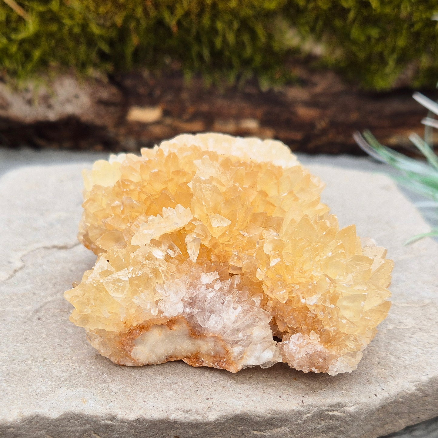 Golden Healer Quartz Cluster – Natural Crystal Formation from Indonesia | Ideal for Display, Meditation, or Healing Work