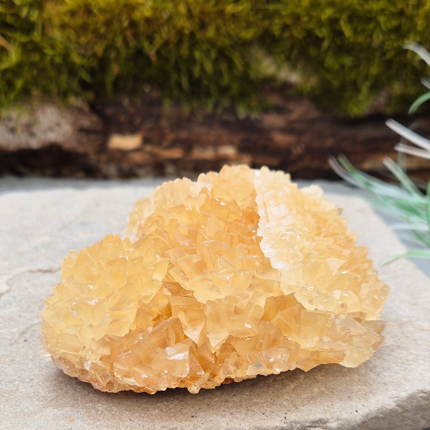 Natural Golden Healer Quartz Cluster from Indonesia. High-vibration crystal, perfect for meditation, energy work, and spiritual connection.