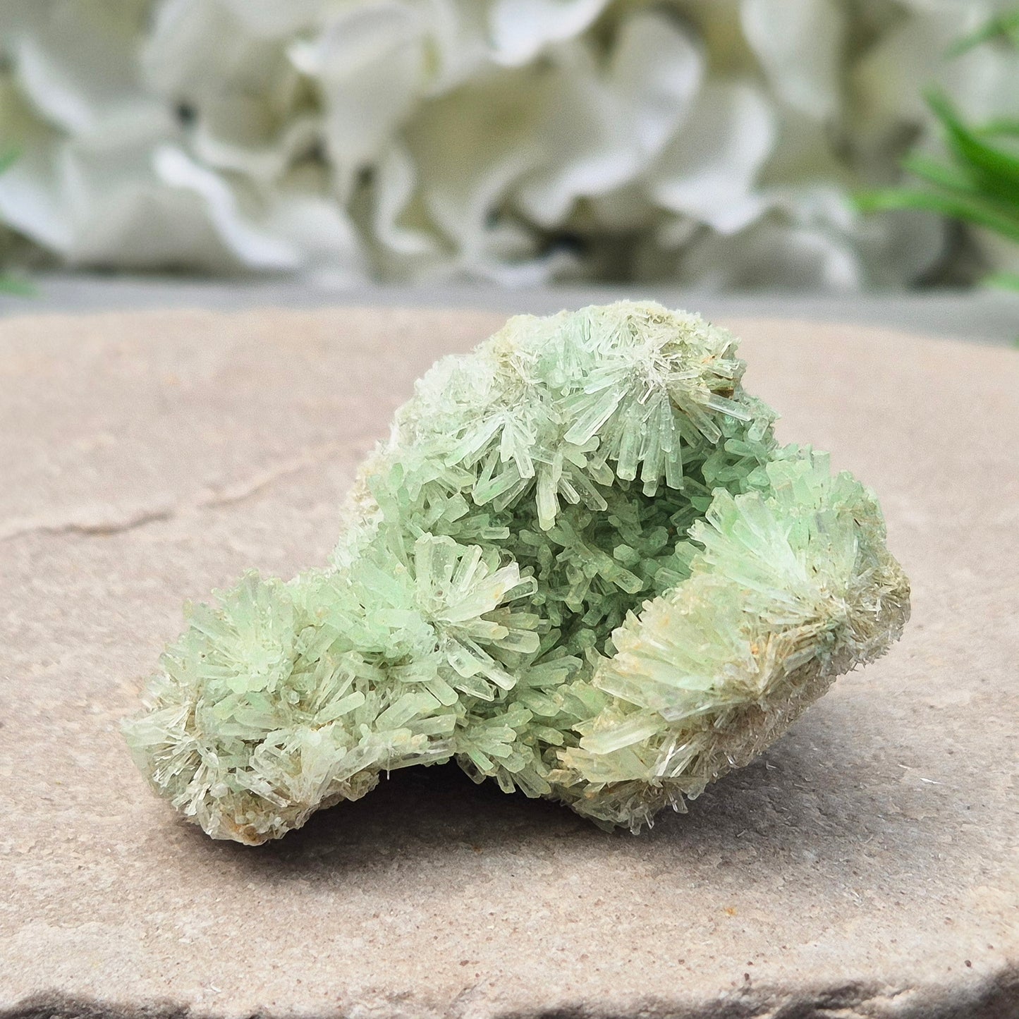 This rare Green Gypsum Cluster comes from Southern Australia. It features delicate needle-like crystals in pale green and white sprays. These clusters are uncommon and highly collectible, this cluster brings a soft yet powerful energy to any space or collection.