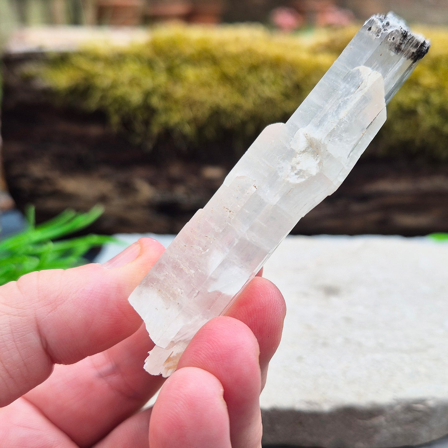 This striking natural Gypsum natural wand from Mexico is absolutely wonderful. Long and flat, it’s a beautifully clear piece with a high sheen and natural striations running through the blade. It’s one of those crystals that feels like it was meant to be held — light yet solid, and full of presence.