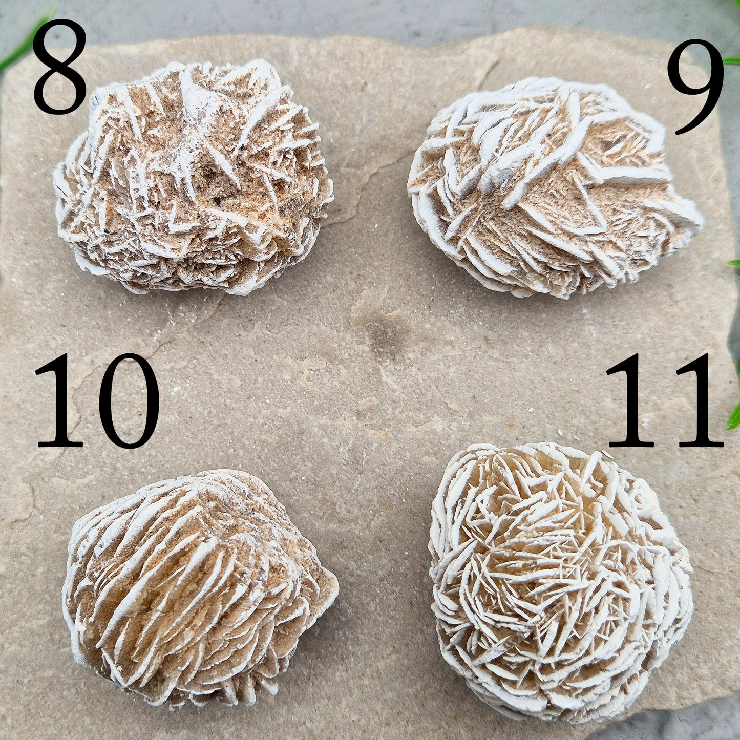Desert Rose (Selenite) from Mexico. Desert Rose is a natural formation of selenite, a variety of gypsum, named for its distinctive rose-like appearance. This unique crystal is formed when selenite crystals grow around sand grains, creating rosette-shaped clusters that resemble rose petals.