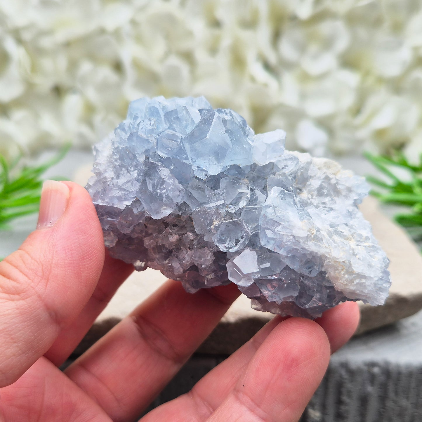 Natural Celestite Crystal Cluster featuring delicate blue crystals. Perfect for crystal collections, home décor, gifting, and spiritual spaces.