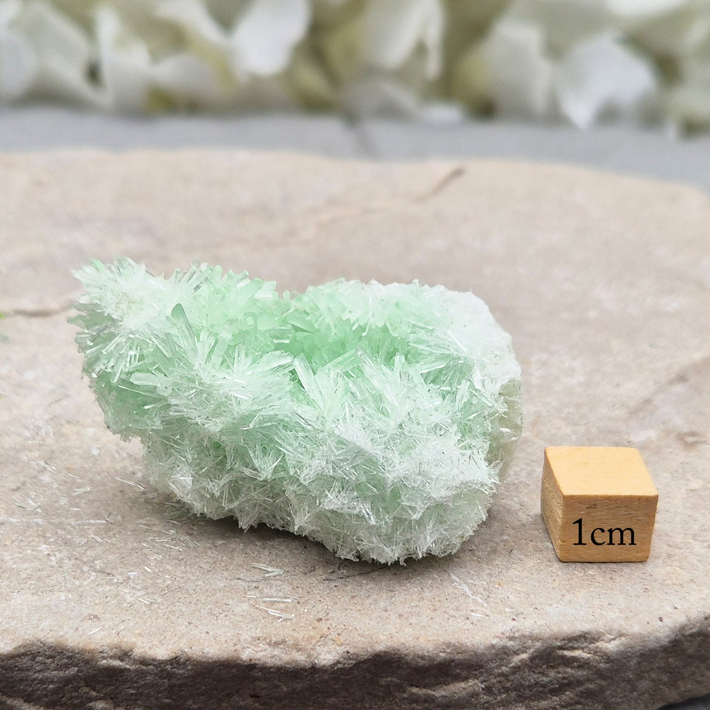Rare Green Gypsum Cluster from Australia. Soft needle crystal sprays supporting calm thoughts, emotional balance and peaceful reflective energy.