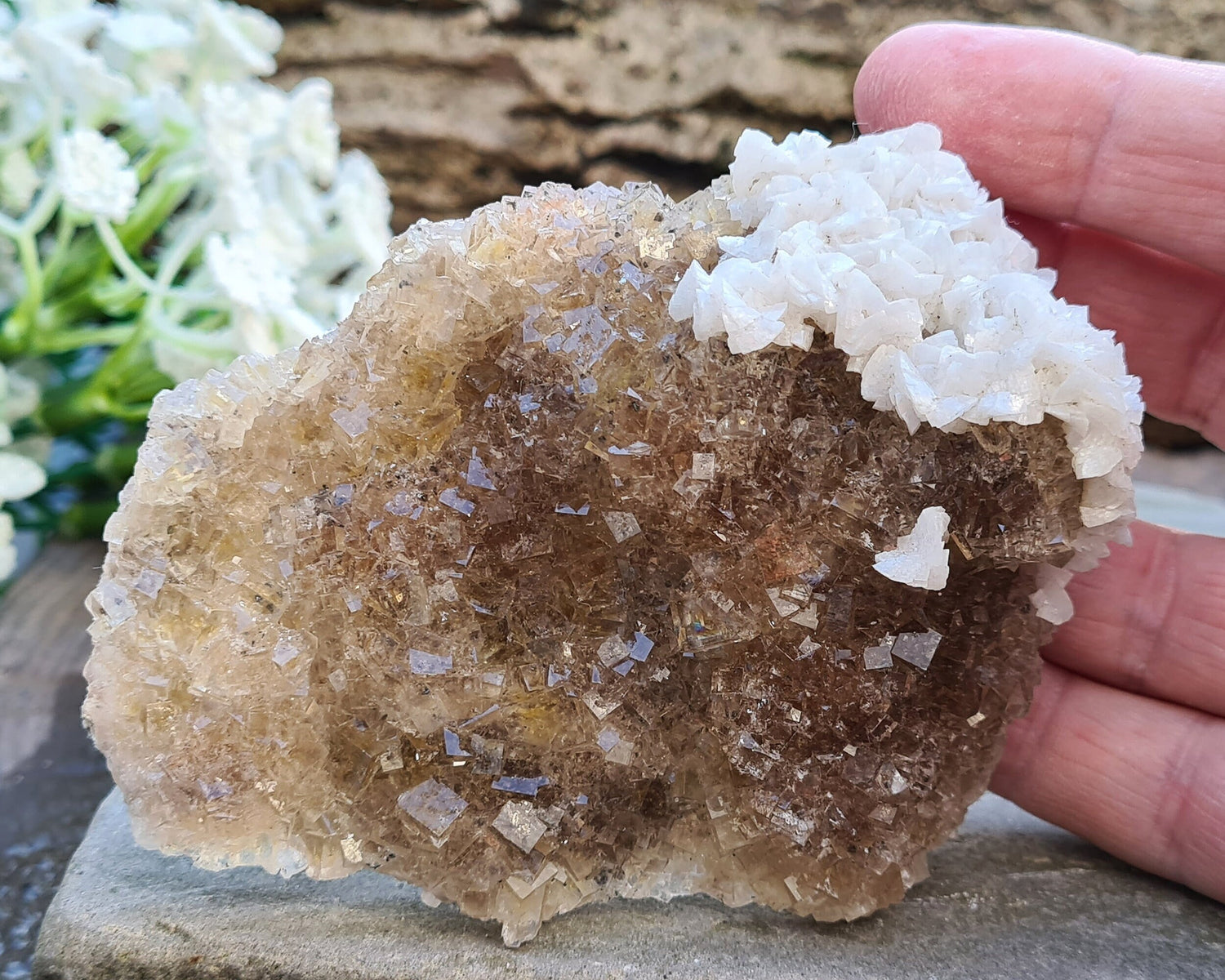 Fluorite cluster with Siderite from Villabona, Asturias, Spain. The Fluorite’s brown hue comes from Siderite (Chalybite) of the Calcite family, complemented by white crystallized Calcite adorning a corner, side, and the base.