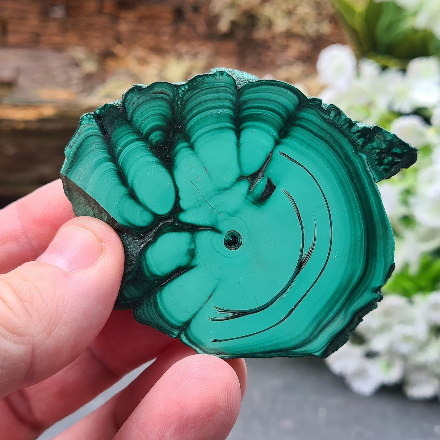 Malachite Crystal from the Congo. Polished slice of Malachite which has wonderful green markings. The edges remain natural.