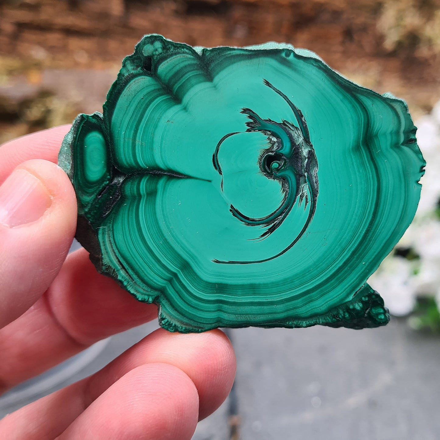 Malachite Crystal from the Congo. Polished slice of Malachite which has wonderful green markings. The edges remain natural.