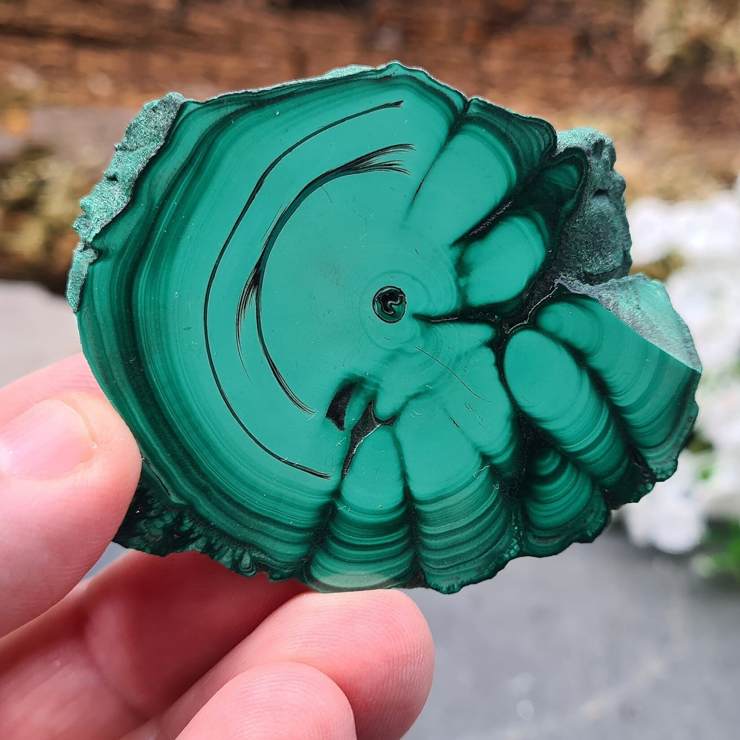 Malachite Crystal from the Congo. Polished slice of Malachite which has wonderful green markings. The edges remain natural.