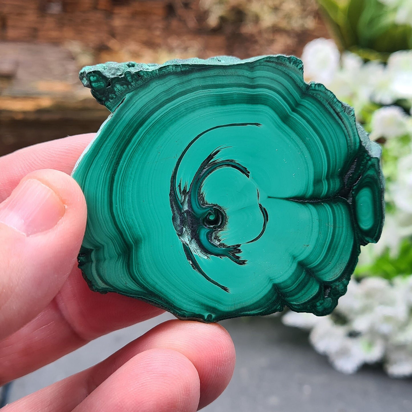 Malachite Crystal from the Congo. Polished slice of Malachite which has wonderful green markings. The edges remain natural.