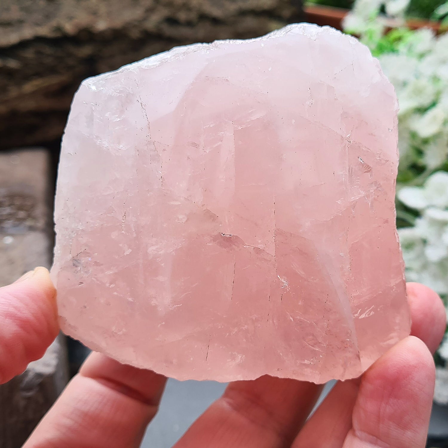 Rose Quartz Crystal from Madagascar. One side is polished and has a slight curve to it and the other sides are all natural. This is a really lovely shiny crystal with rainbows. Madagascar produces some of the best Rose Quartz in the world.