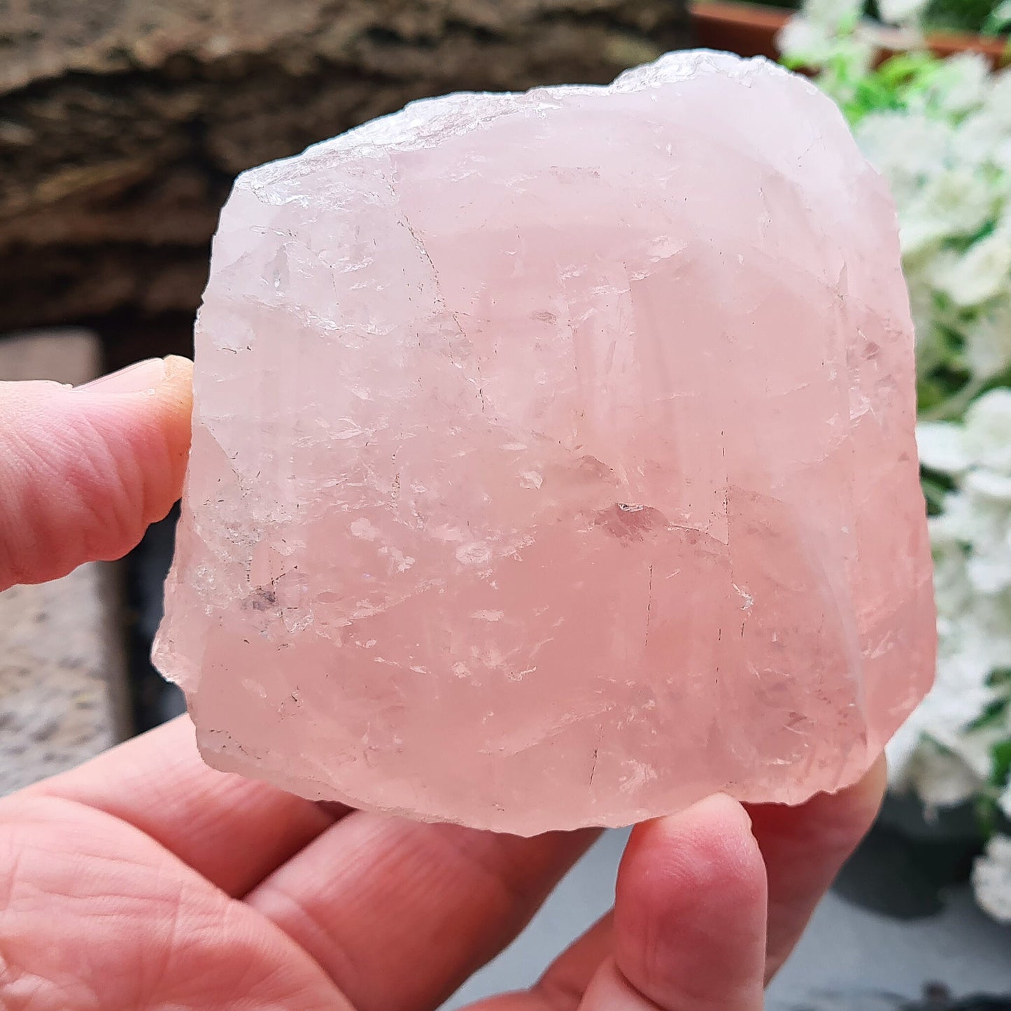 Rose Quartz Crystal from Madagascar. One side is polished and has a slight curve to it and the other sides are all natural. This is a really lovely shiny crystal with rainbows. Madagascar produces some of the best Rose Quartz in the world.