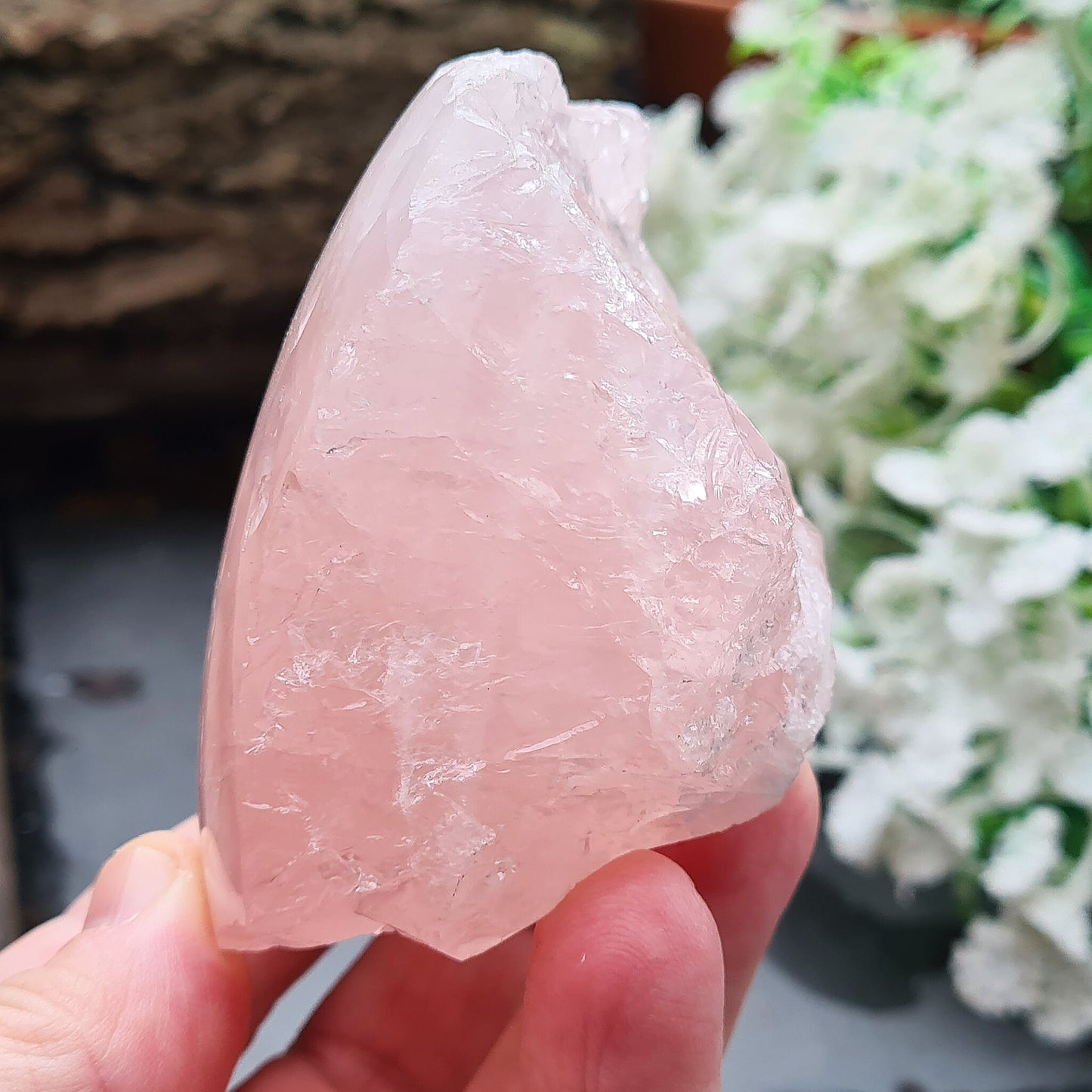 Rose Quartz Crystal from Madagascar. One side is polished and has a slight curve to it and the other sides are all natural. This is a really lovely shiny crystal with rainbows. Madagascar produces some of the best Rose Quartz in the world.