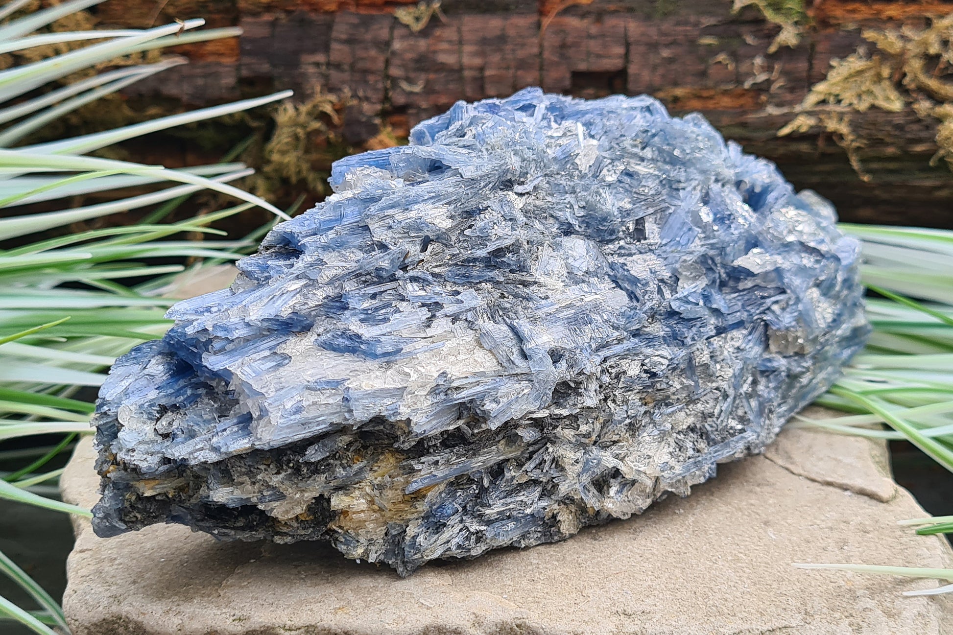 Blue Kyanite cluster from Brazil with natural blade formation. Supports clear thinking, communication, and balanced, grounded energy.