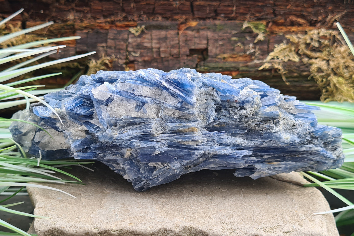Blue Kyanite cluster from Brazil with natural blade formation. Supports clear thinking, communication, and balanced, grounded energy.