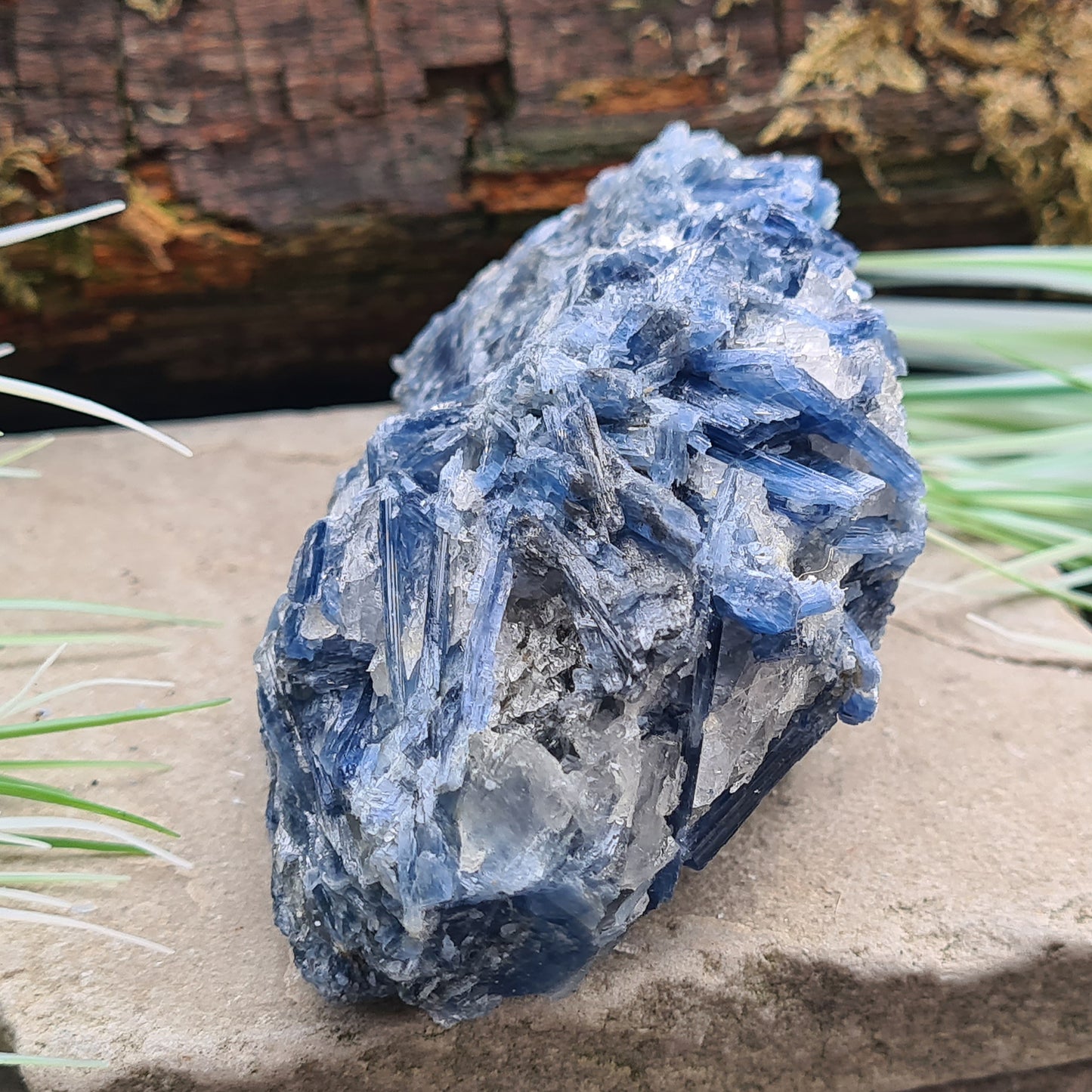 Blue Kyanite cluster from Brazil with natural blade formation. Supports clear thinking, communication, and balanced, grounded energy.