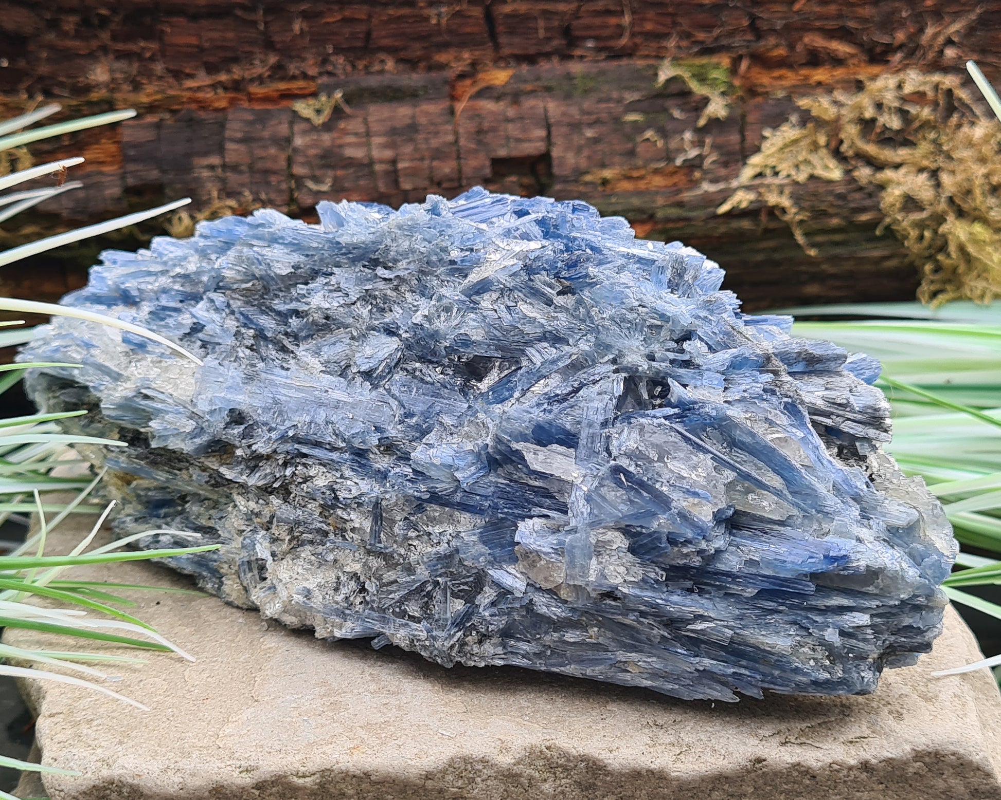 Blue Kyanite cluster from Brazil with natural blade formation. Supports clear thinking, communication, and balanced, grounded energy.