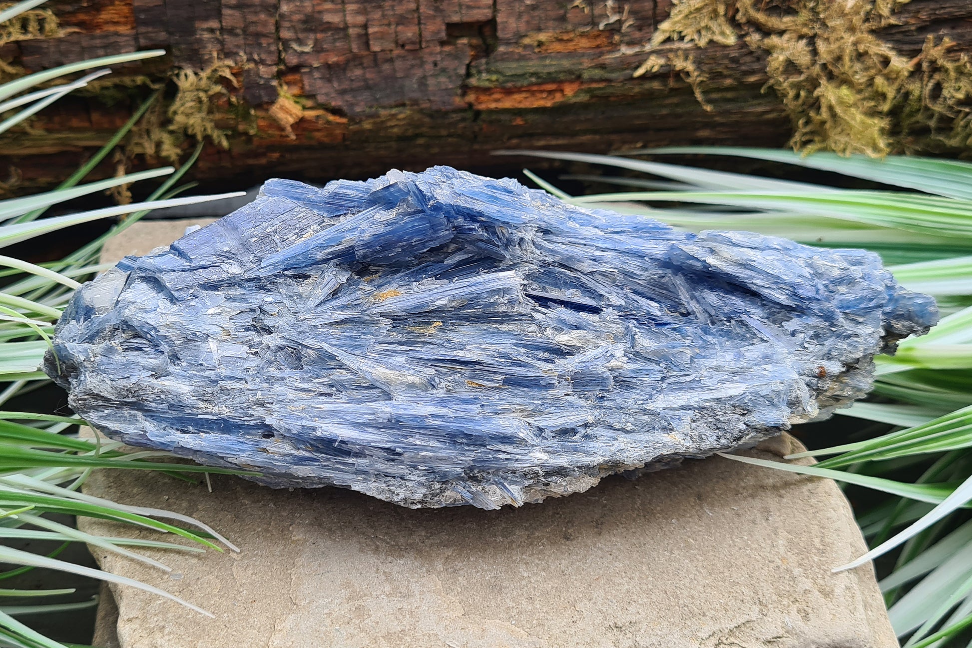 Blue Kyanite cluster from Brazil with natural blade formation. Supports clear thinking, communication, and balanced, grounded energy.