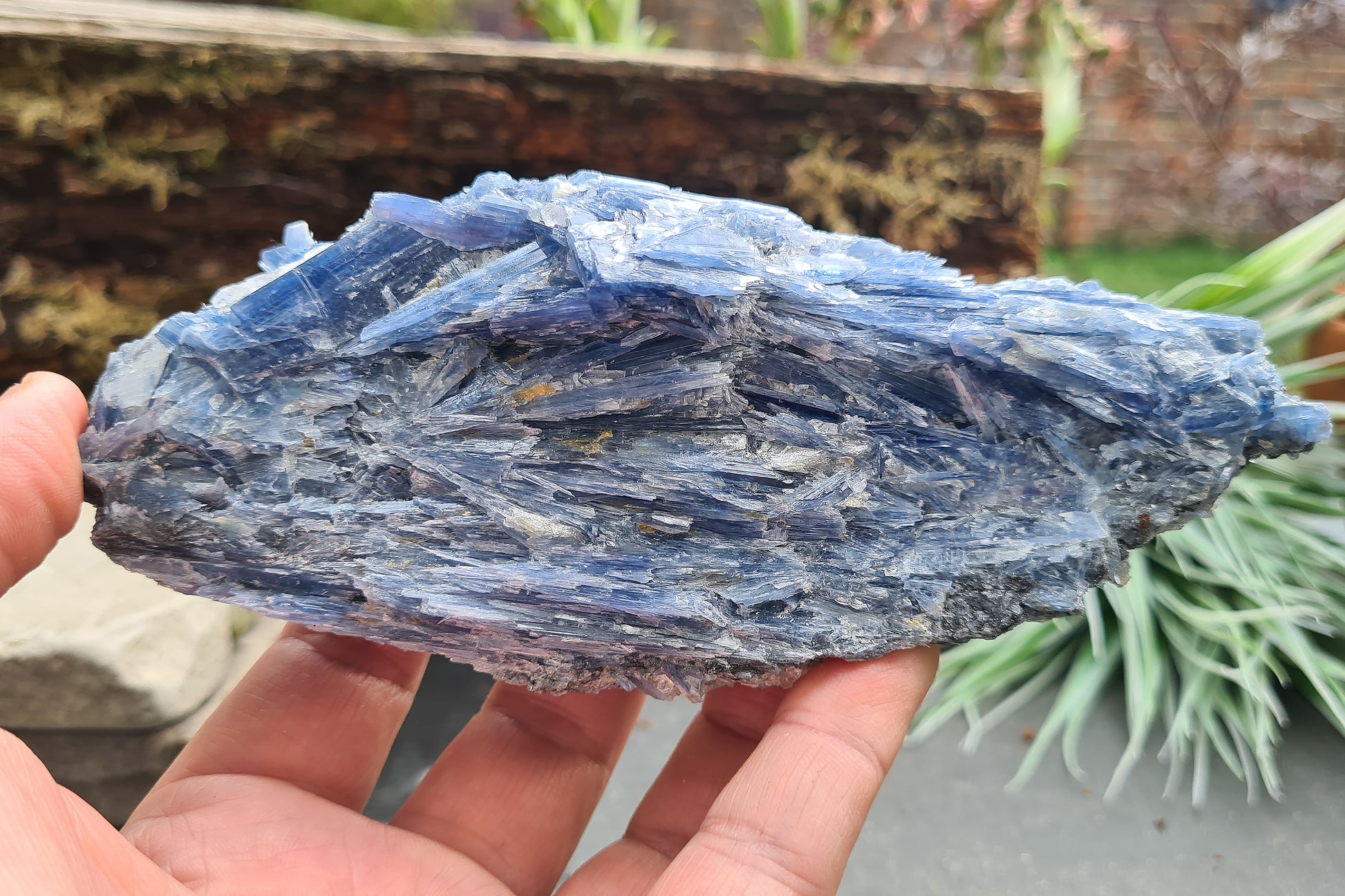 Blue Kyanite cluster from Brazil with natural blade formation. Supports clear thinking, communication, and balanced, grounded energy.
