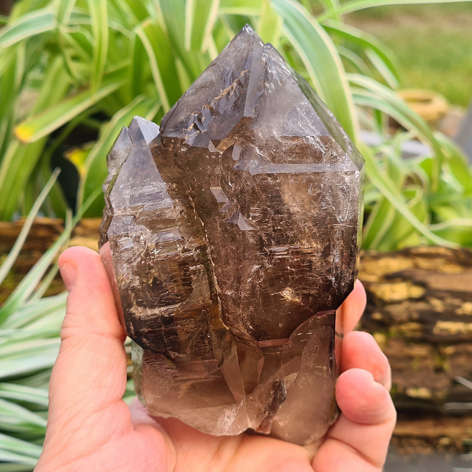 Natural Smoky Quartz Crystal Point From Brazil. This is a fabulous smoky quartz point, with a larger point and smaller point parallel to it. There are also 2 small pieces of green mica and one small piece of lepidolite Mica attached to this magnificent piece.