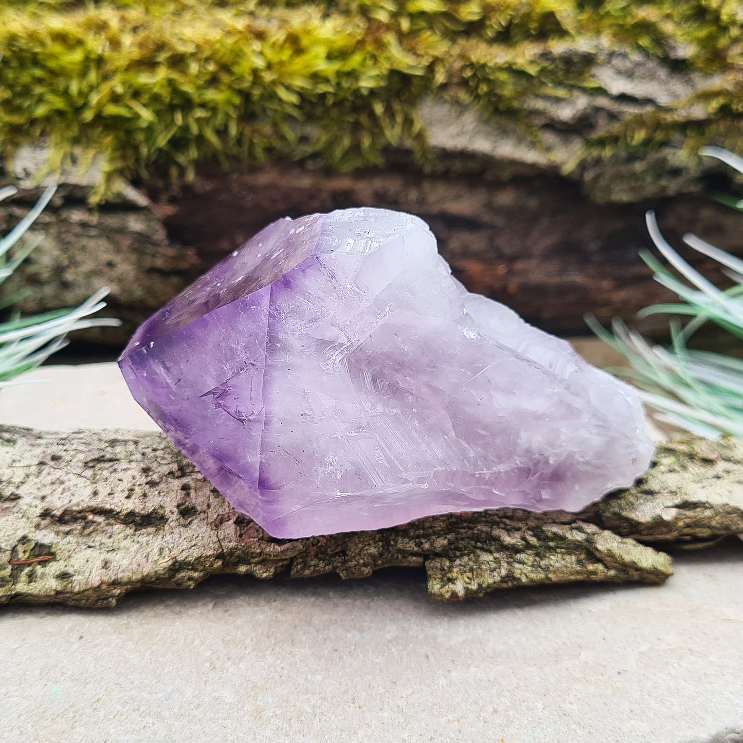 Brazilian Amethyst Point with deep dark purple color, polished tip, and natural body, also known as 'Amethyst Teeth' or 'Amethyst Root.