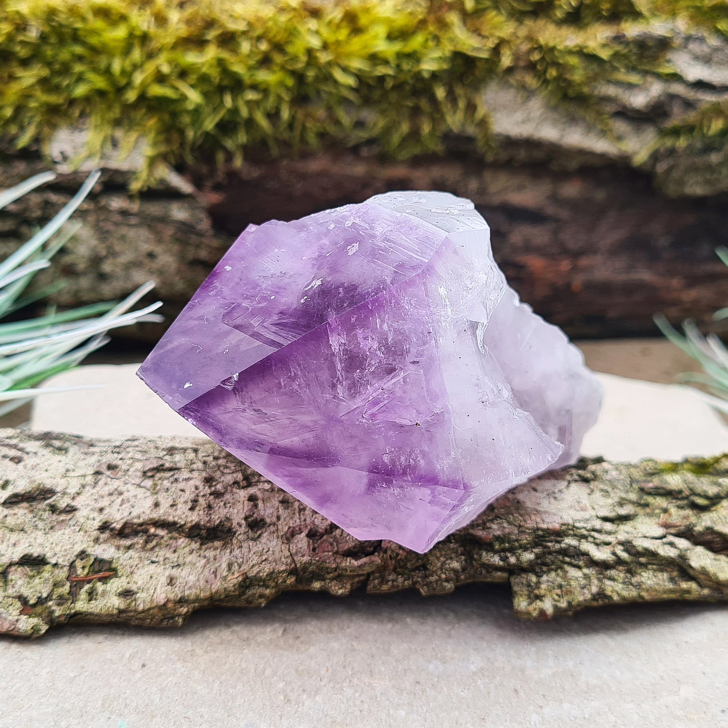 Brazilian Amethyst Point with deep dark purple color, polished tip, and natural body, also known as 'Amethyst Teeth' or 'Amethyst Root.