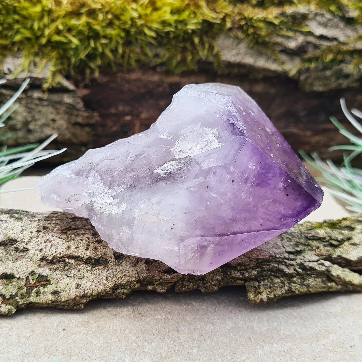 Brazilian Amethyst Point with deep dark purple color, polished tip, and natural body, also known as 'Amethyst Teeth' or 'Amethyst Root.