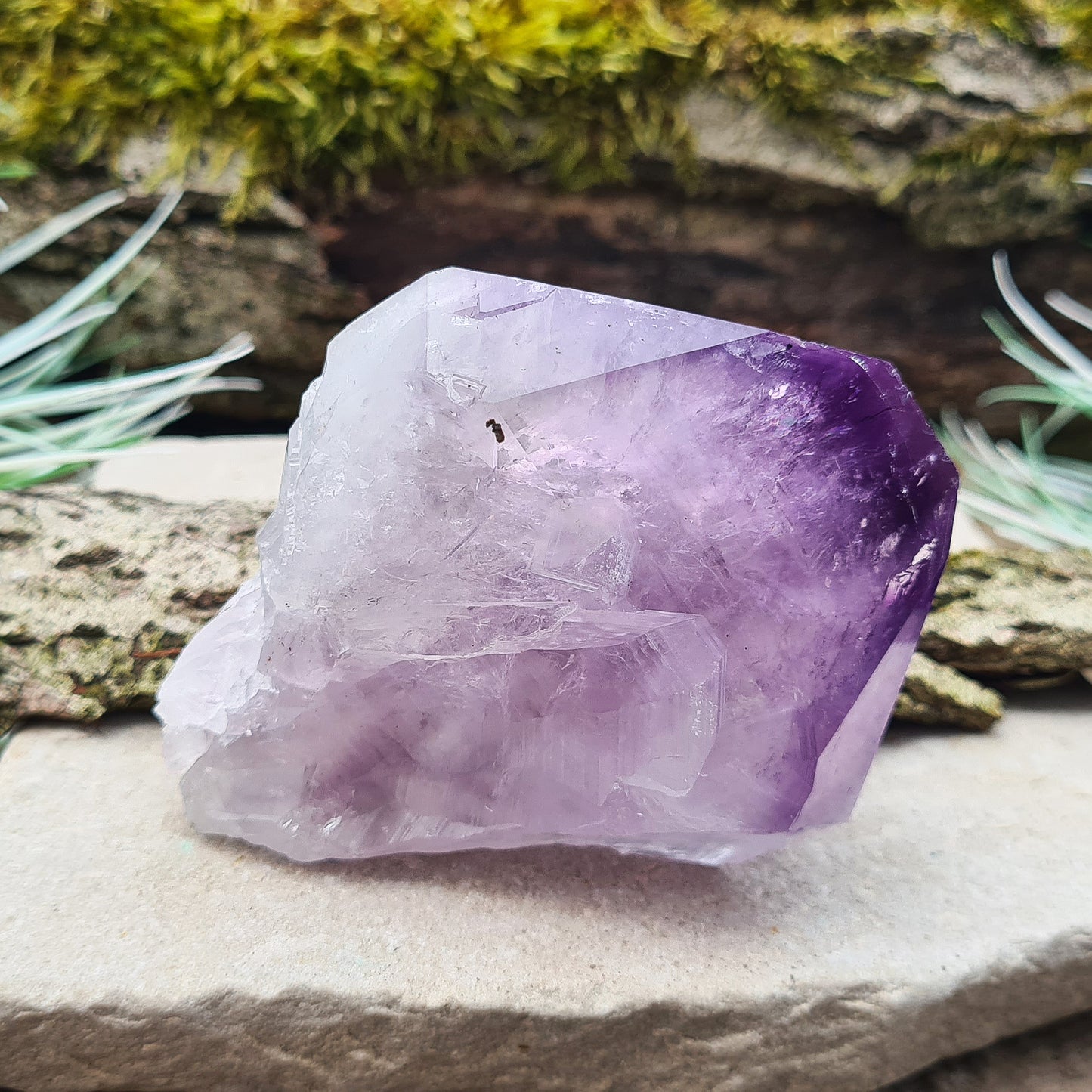 Brazilian Amethyst Point with deep dark purple color, polished tip, and natural body, also known as 'Amethyst Teeth' or 'Amethyst Root.