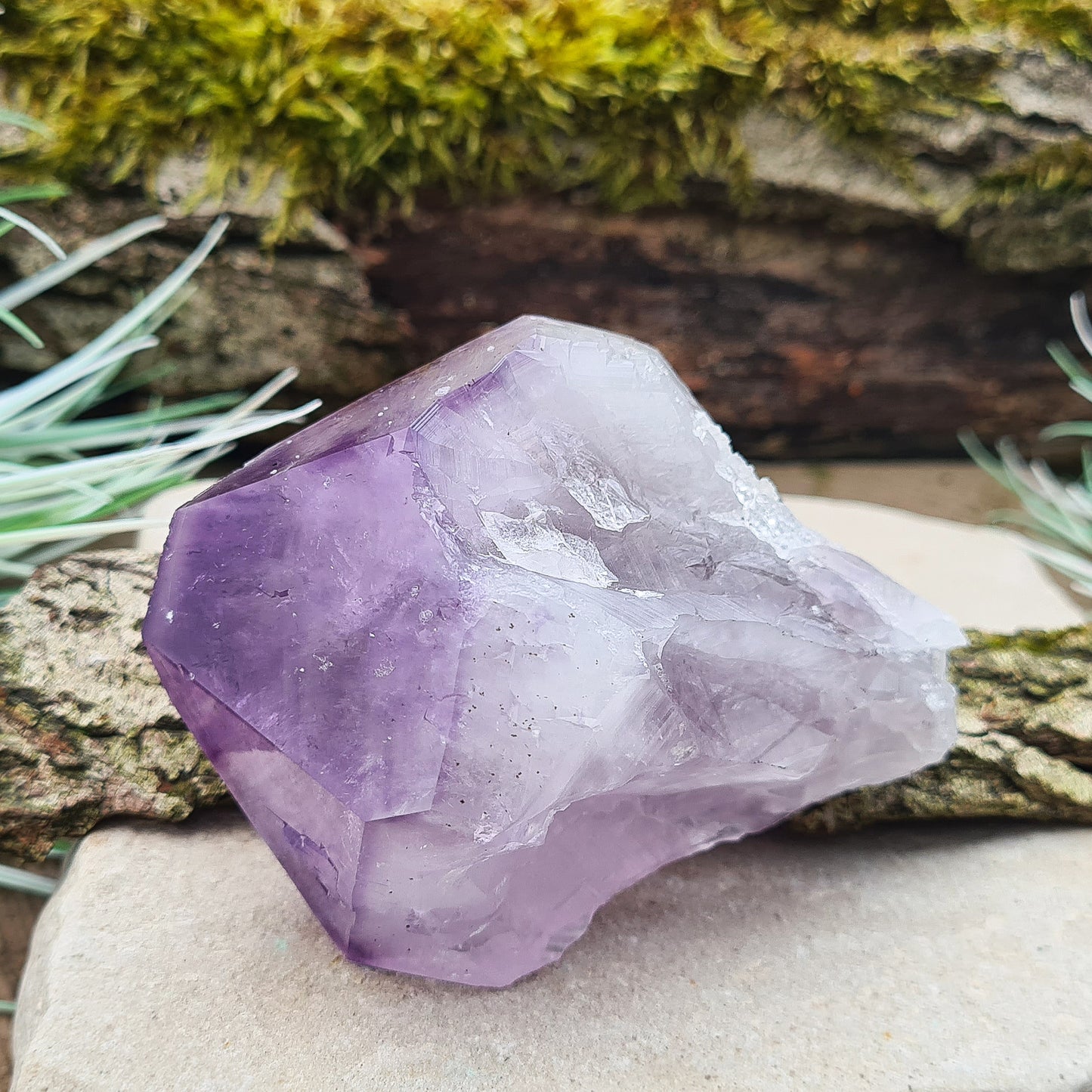 Brazilian Amethyst Point with deep dark purple color, polished tip, and natural body, also known as 'Amethyst Teeth' or 'Amethyst Root.