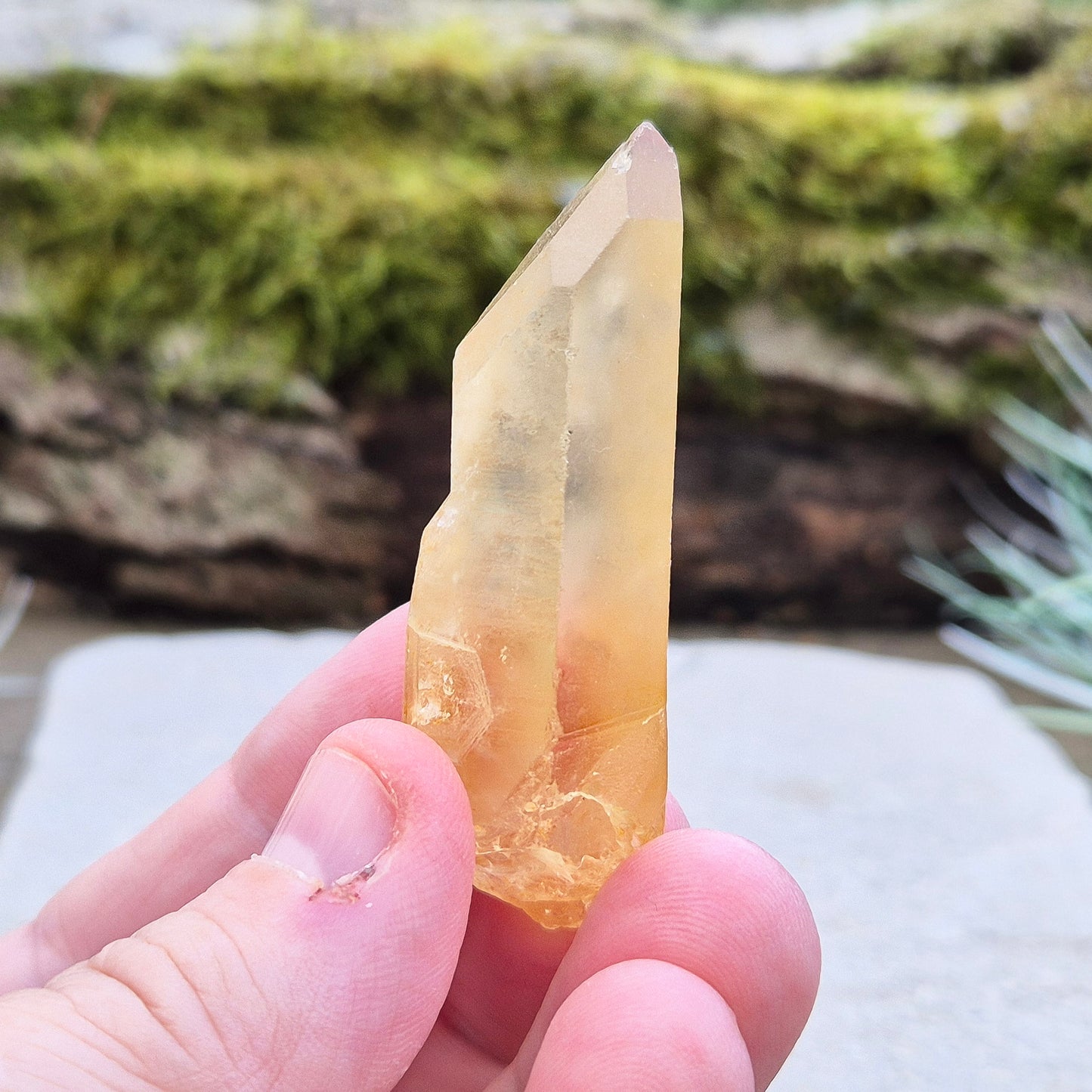 Natural Untreated Citrine Point from Northern Zambia, and has a light honey colour.


Length - 5.5 cm, Width - 1.5 cm at widest point, depth - 1.5 to 1.7 cm at thickest, weight : 25 gm