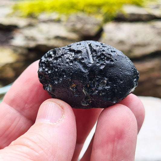 Black Indochinite Tektite, A Grade. A dark black tektite formed from meteorite impact, with a glass-like structure. Estimated to be 700,000 years old, these tektites are found in the Indochinese peninsula, stretching from Australia to China and Indonesia.