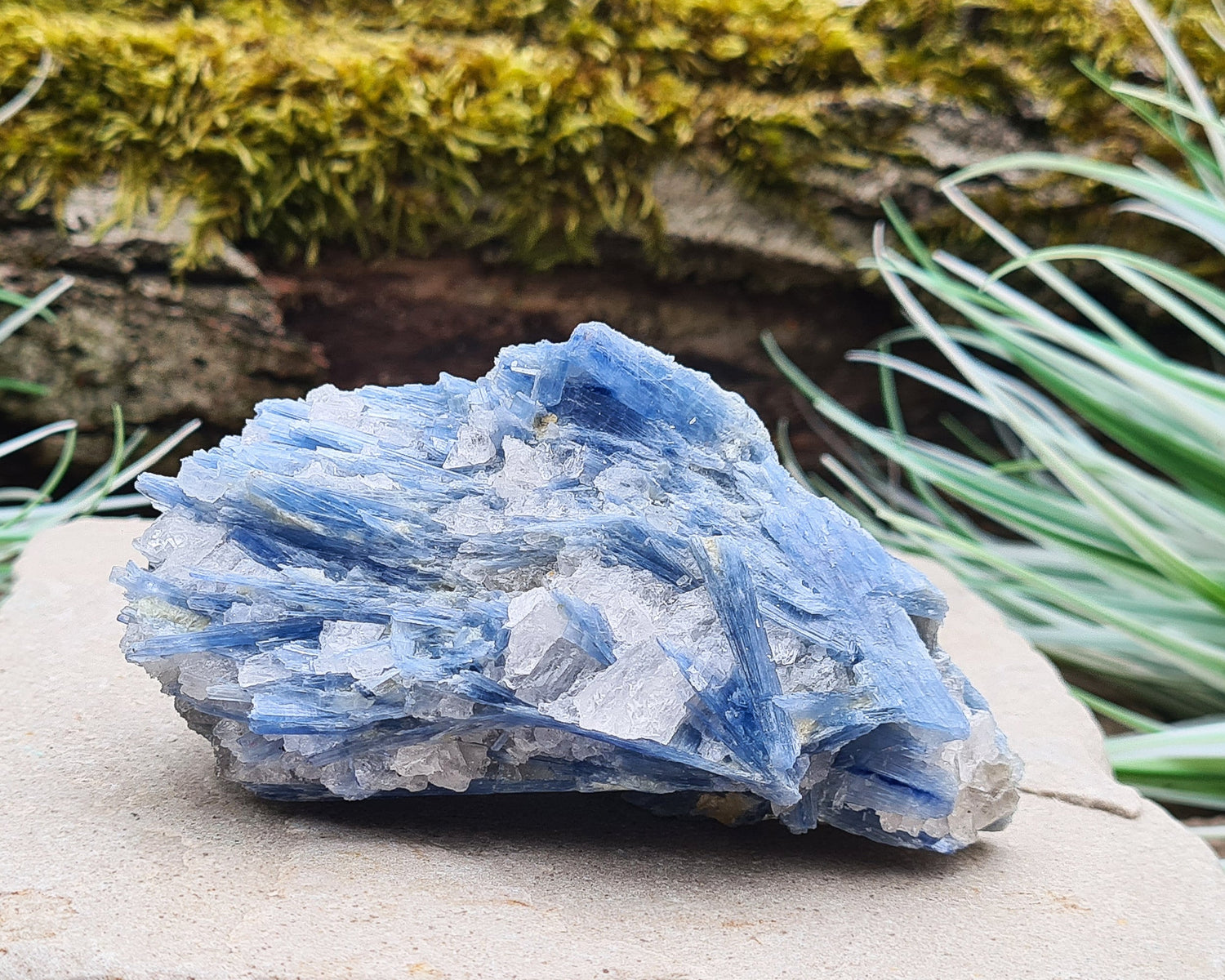 Natural Blue Kyanite Crystal with Quartz Cluster. Shiny sparkly Blue Kyanite blades with Quartz create this wonderful cluster. High grade quality. From Brazil.