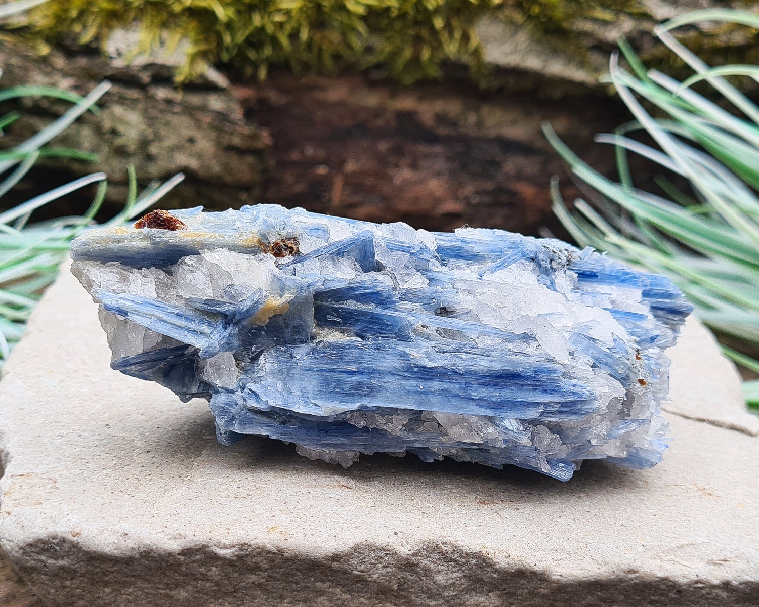 Natural Blue Kyanite Crystal with Quartz Cluster. Shiny sparkly Blue Kyanite blades with Quartz create this wonderful cluster. High grade quality. From Brazil.