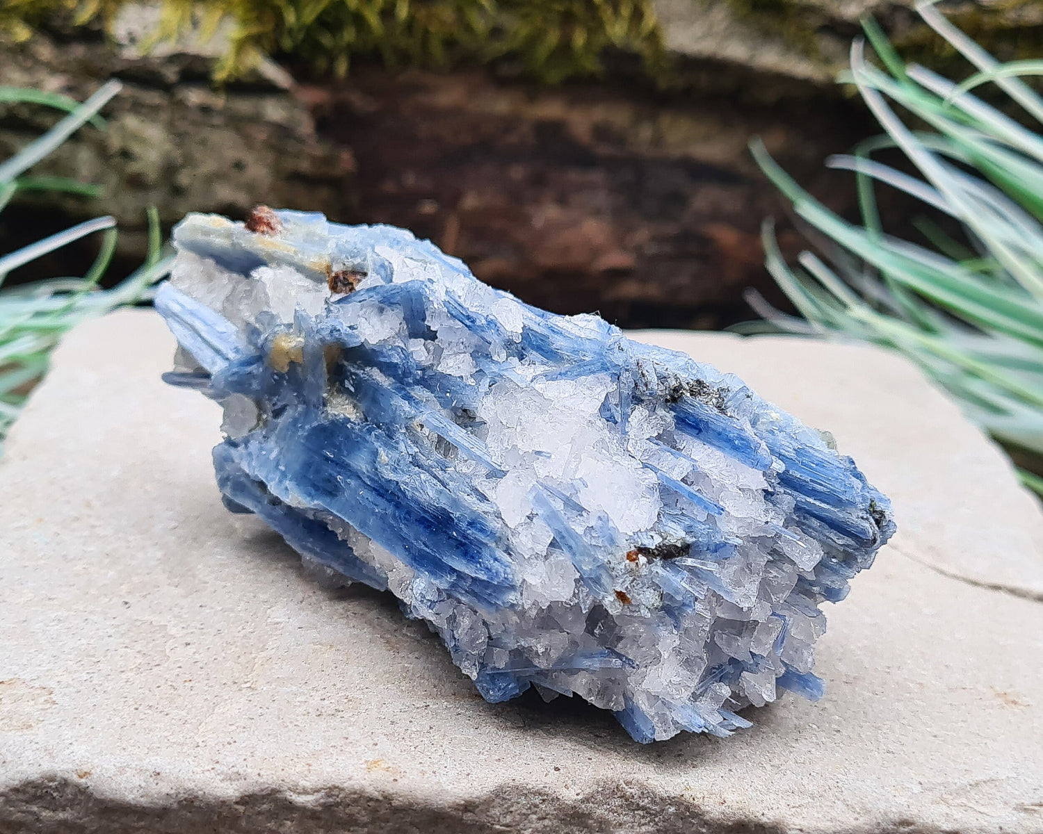 Natural Blue Kyanite Crystal with Quartz Cluster. Shiny sparkly Blue Kyanite blades with Quartz create this wonderful cluster. High grade quality. From Brazil.