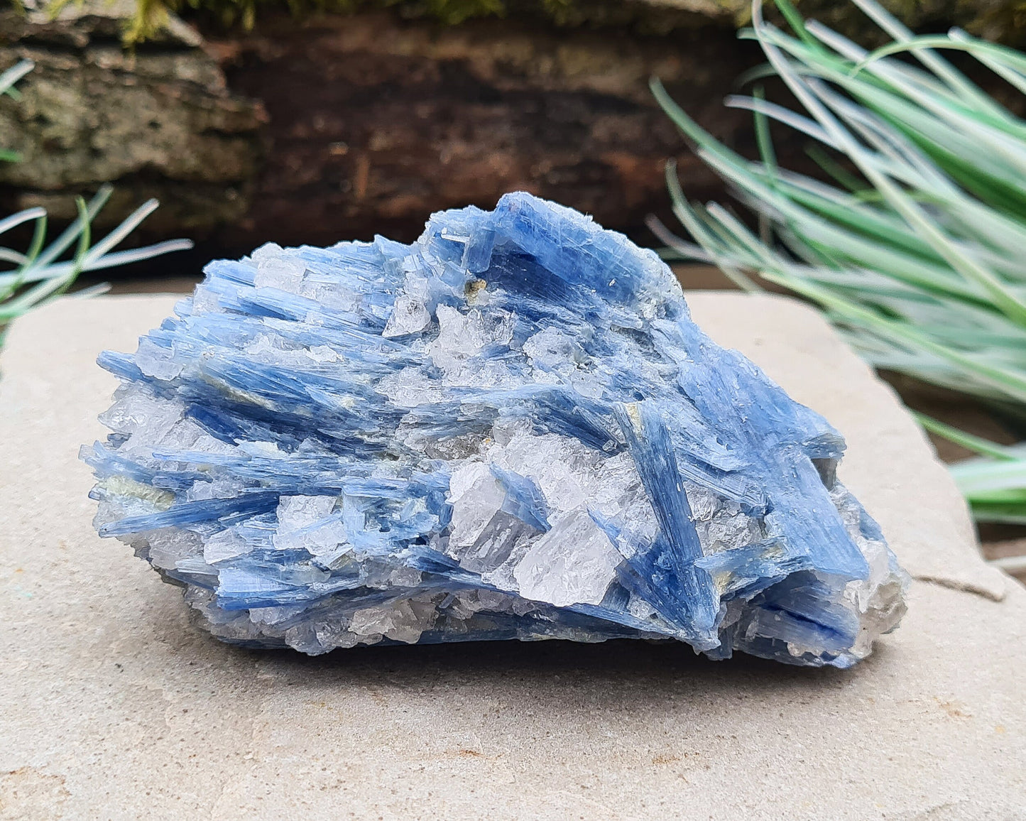 Natural Blue Kyanite Crystal with Quartz Cluster. Shiny sparkly Blue Kyanite blades with Quartz create this wonderful cluster. High grade quality. From Brazil.