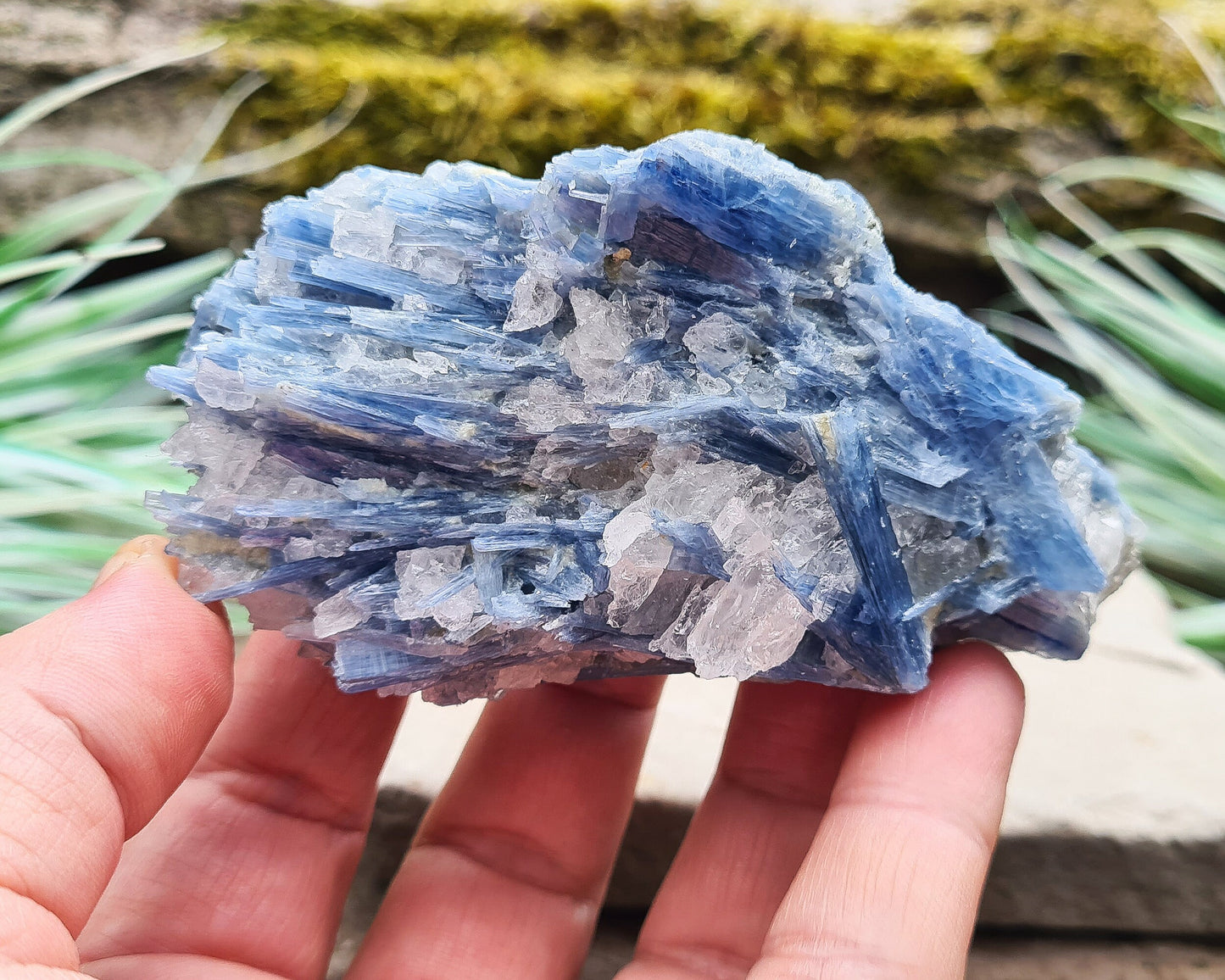 Natural Blue Kyanite Crystal with Quartz Cluster. Shiny sparkly Blue Kyanite blades with Quartz create this wonderful cluster. High grade quality. From Brazil.