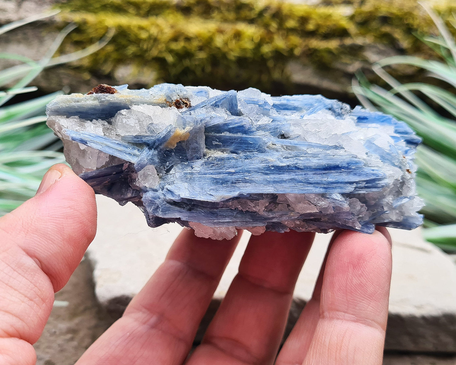 Natural Blue Kyanite Crystal with Quartz Cluster. Shiny sparkly Blue Kyanite blades with Quartz create this wonderful cluster. High grade quality. From Brazil.