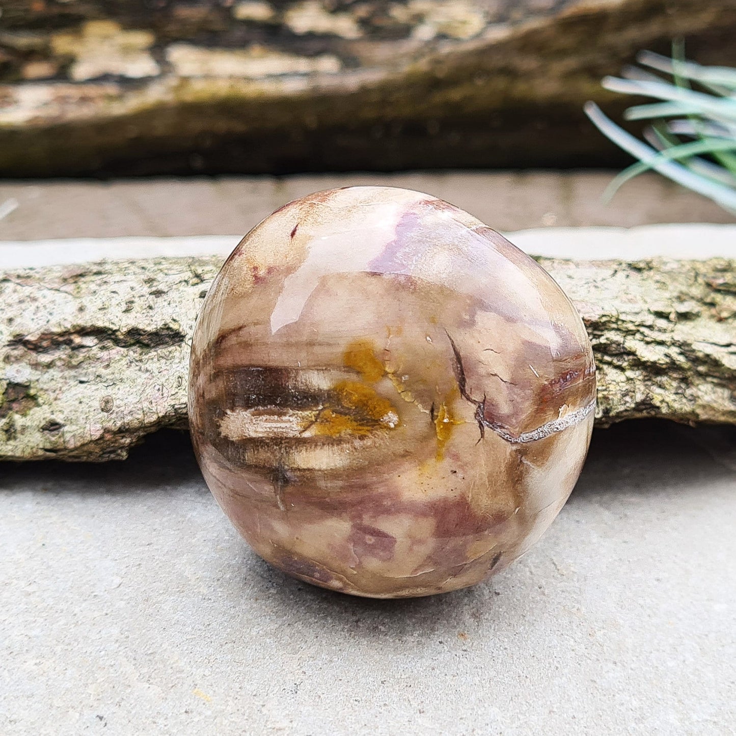 Petrified Wood, Pebble