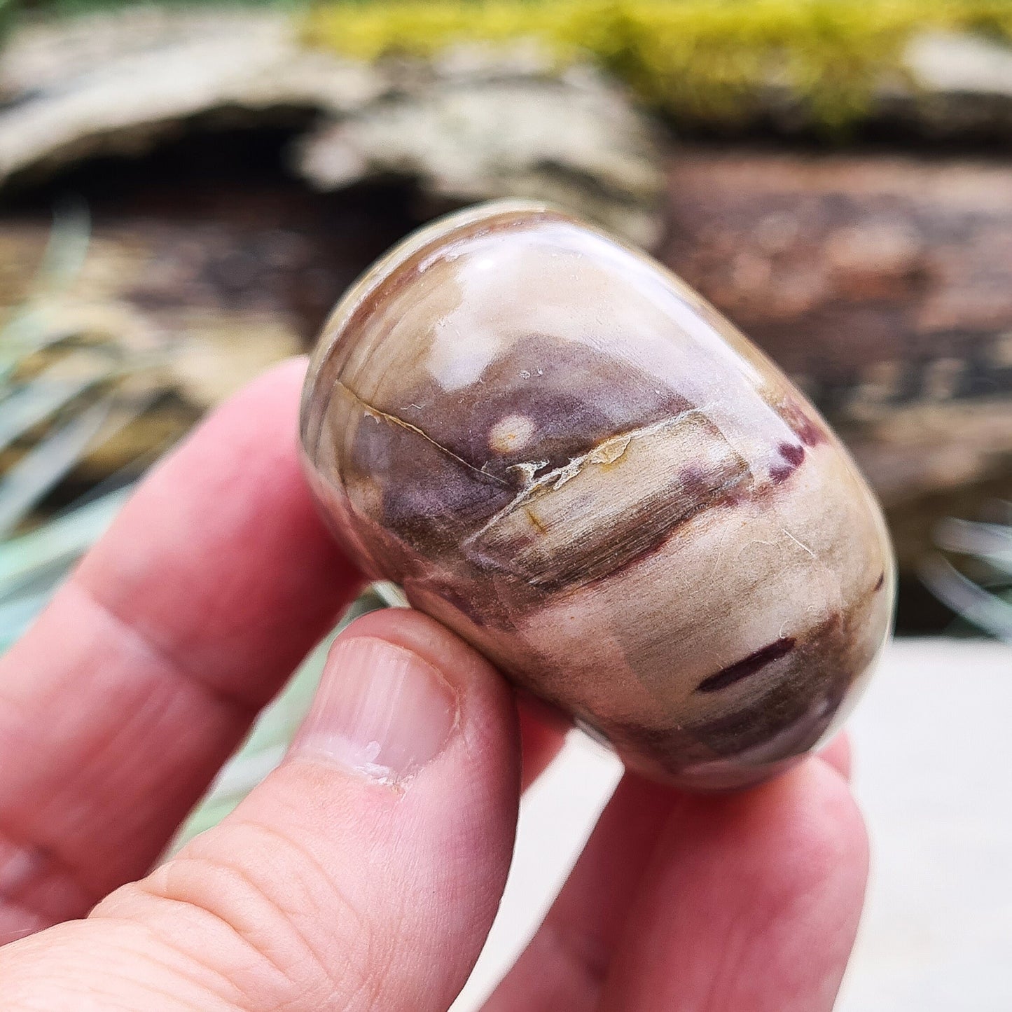 Petrified Wood, Pebble