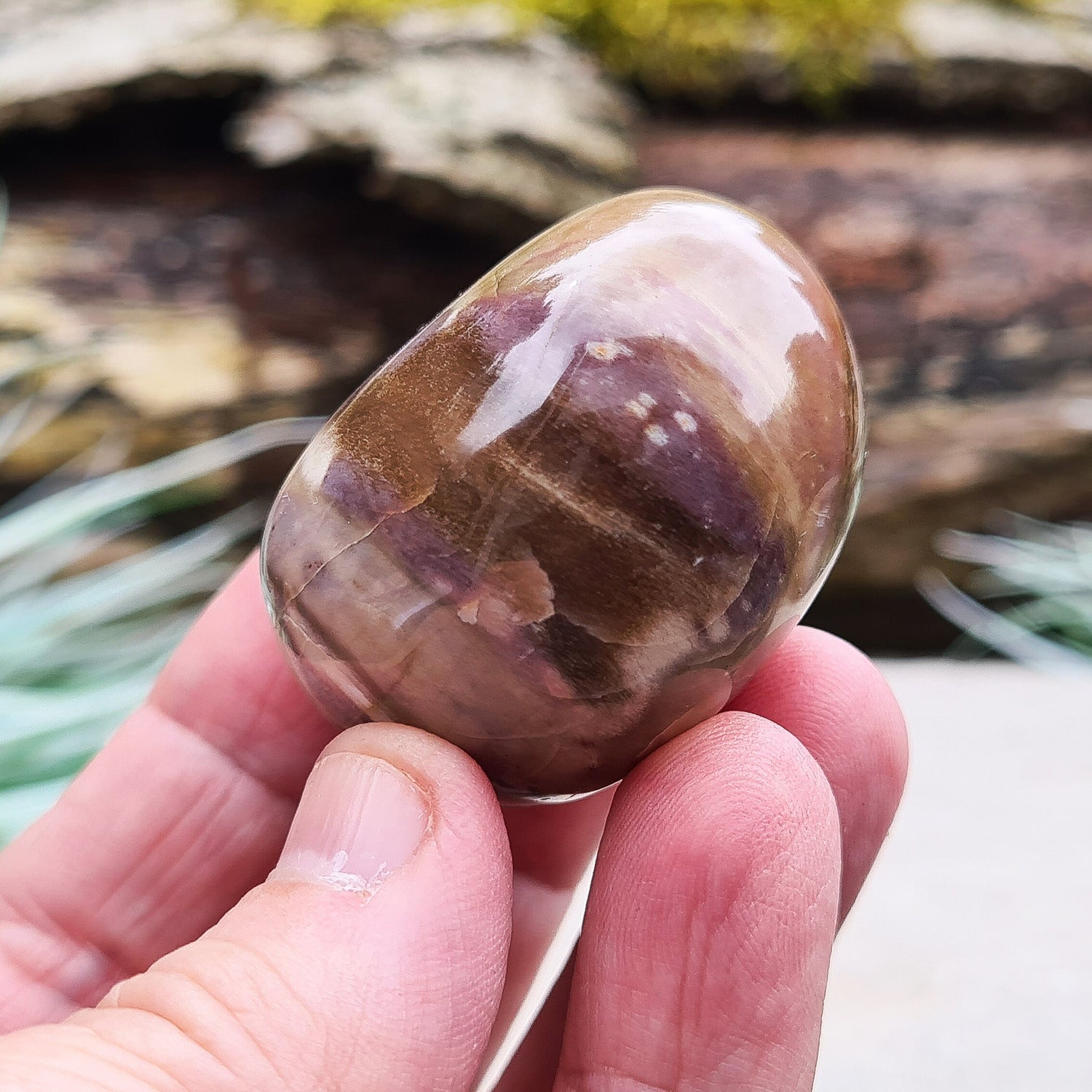 Evoke ancient wisdom with Petrified Wood. Release burdens, embrace spiritual journey. Enhance mobility, overcome ageism. Find peace, vitality, and value in every stage of life. 