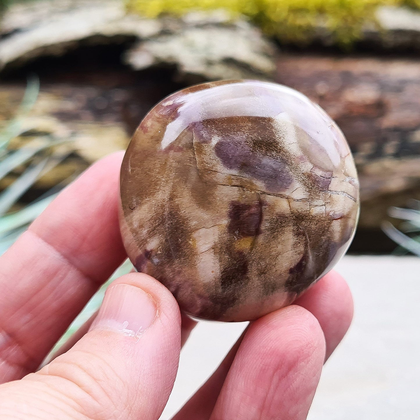 Petrified Wood, Pebble