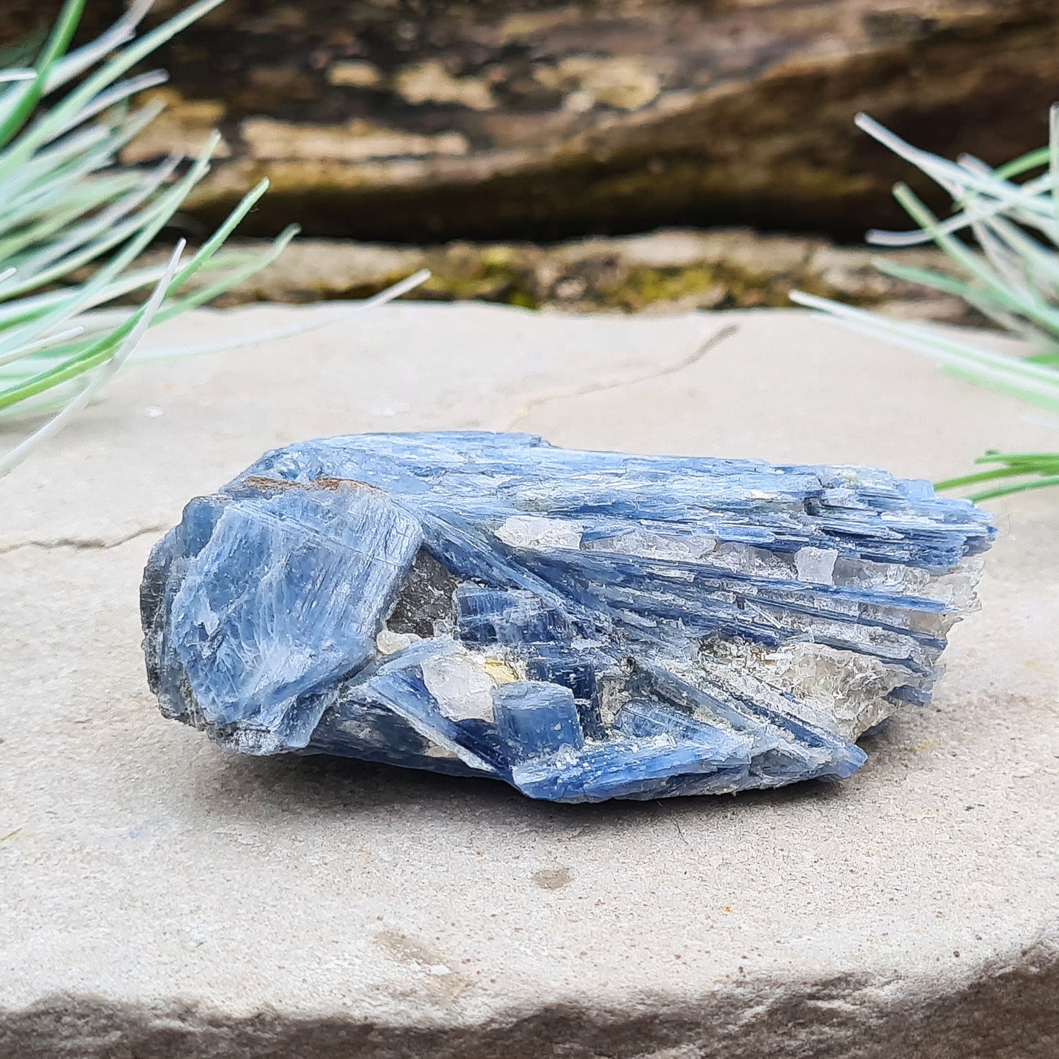 Natural Blue Kyanite Crystal Cluster. Shiny sparkly Blue Kyanite blades create this wonderful cluster. High grade quality. From Brazil.