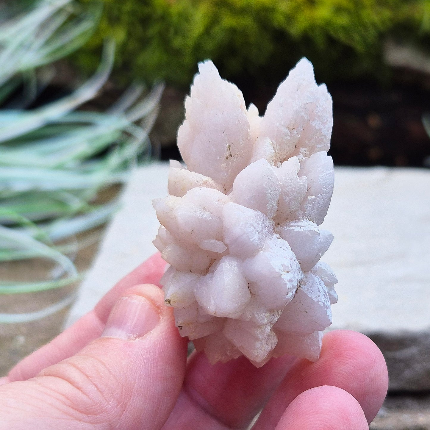 Flower Quartz Crystal Cluster from the Middle Atlas Mountains Morocco. Also sometimes called Pink Chrysanthemum Quartz.