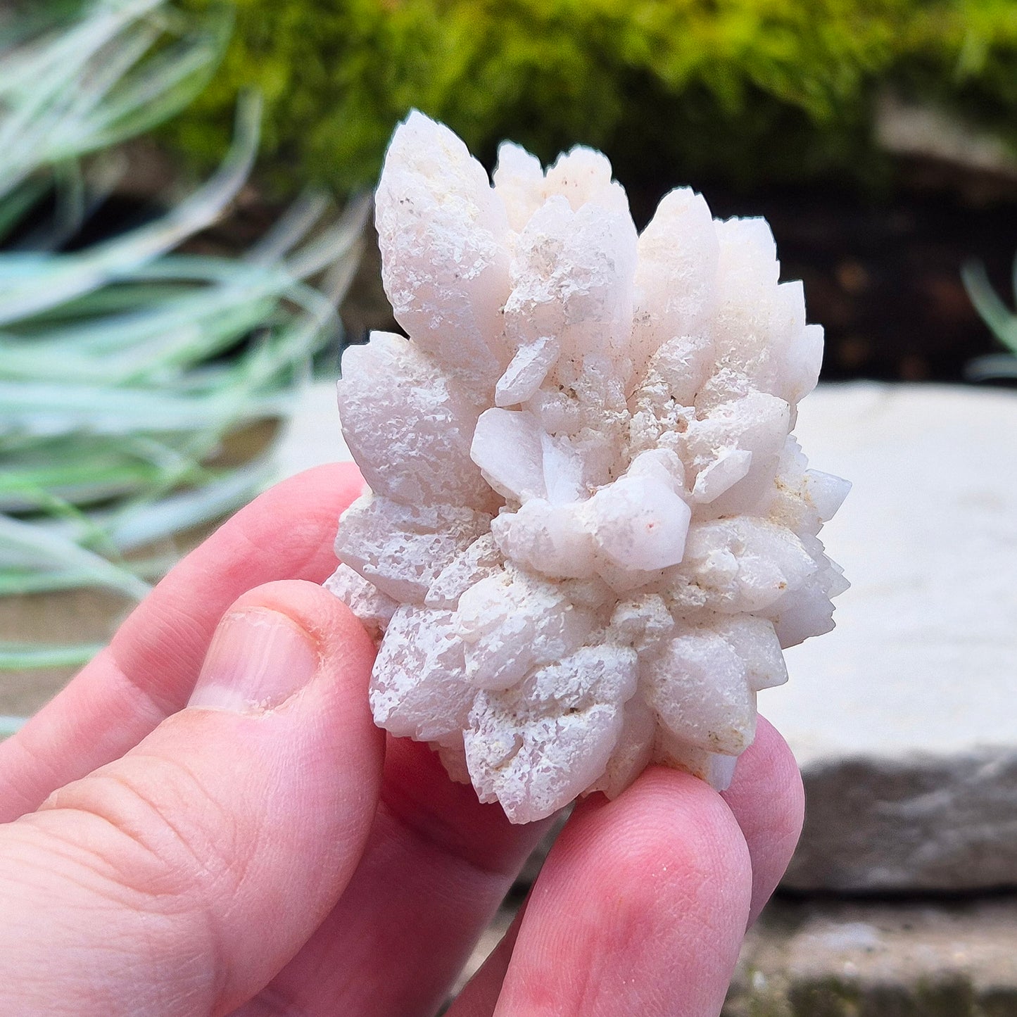 Flower Quartz Crystal Cluster from the Middle Atlas Mountains Morocco. Also sometimes called Pink Chrysanthemum Quartz.