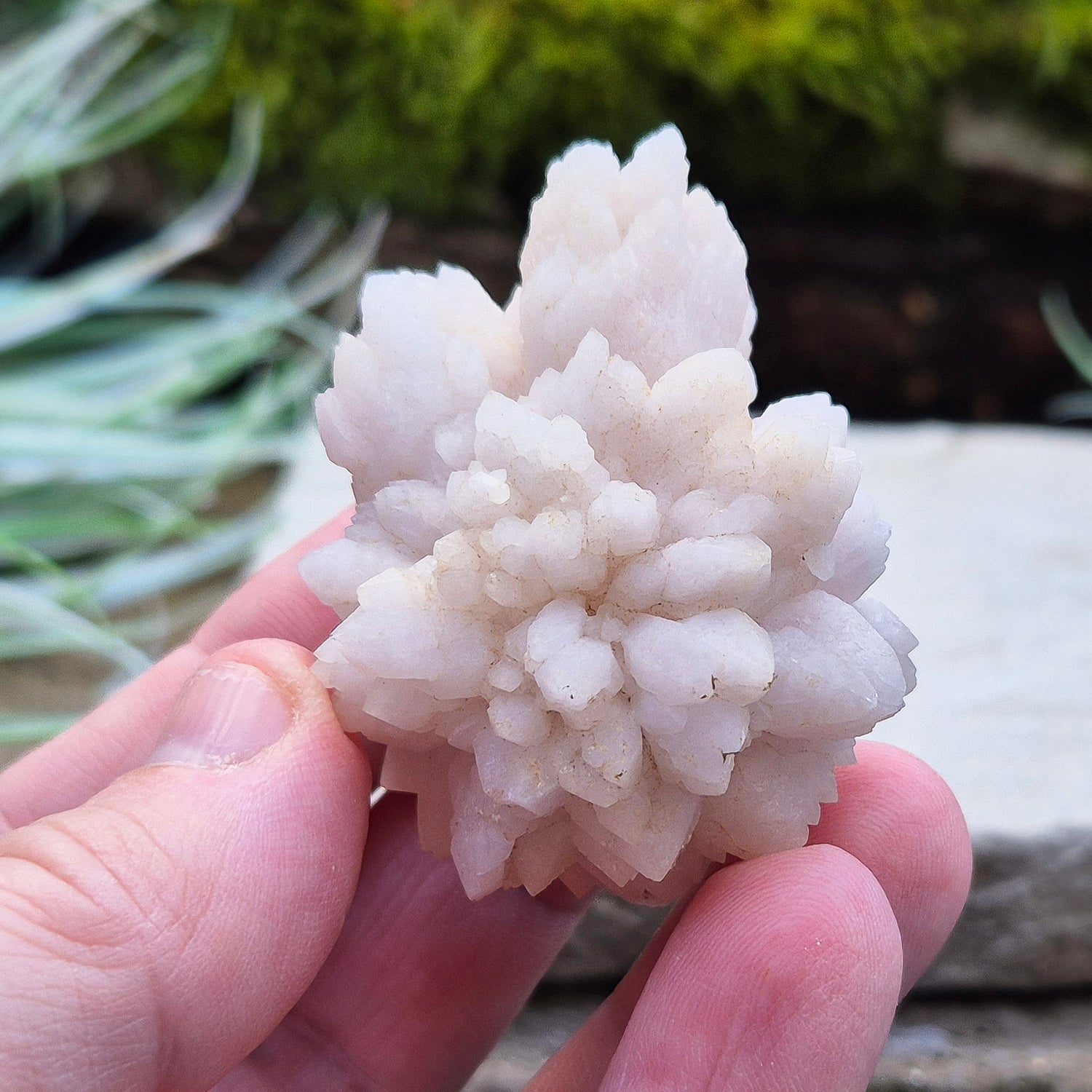 Flower Quartz Crystal Cluster from the Middle Atlas Mountains Morocco. Also sometimes called Pink Chrysanthemum Quartz.