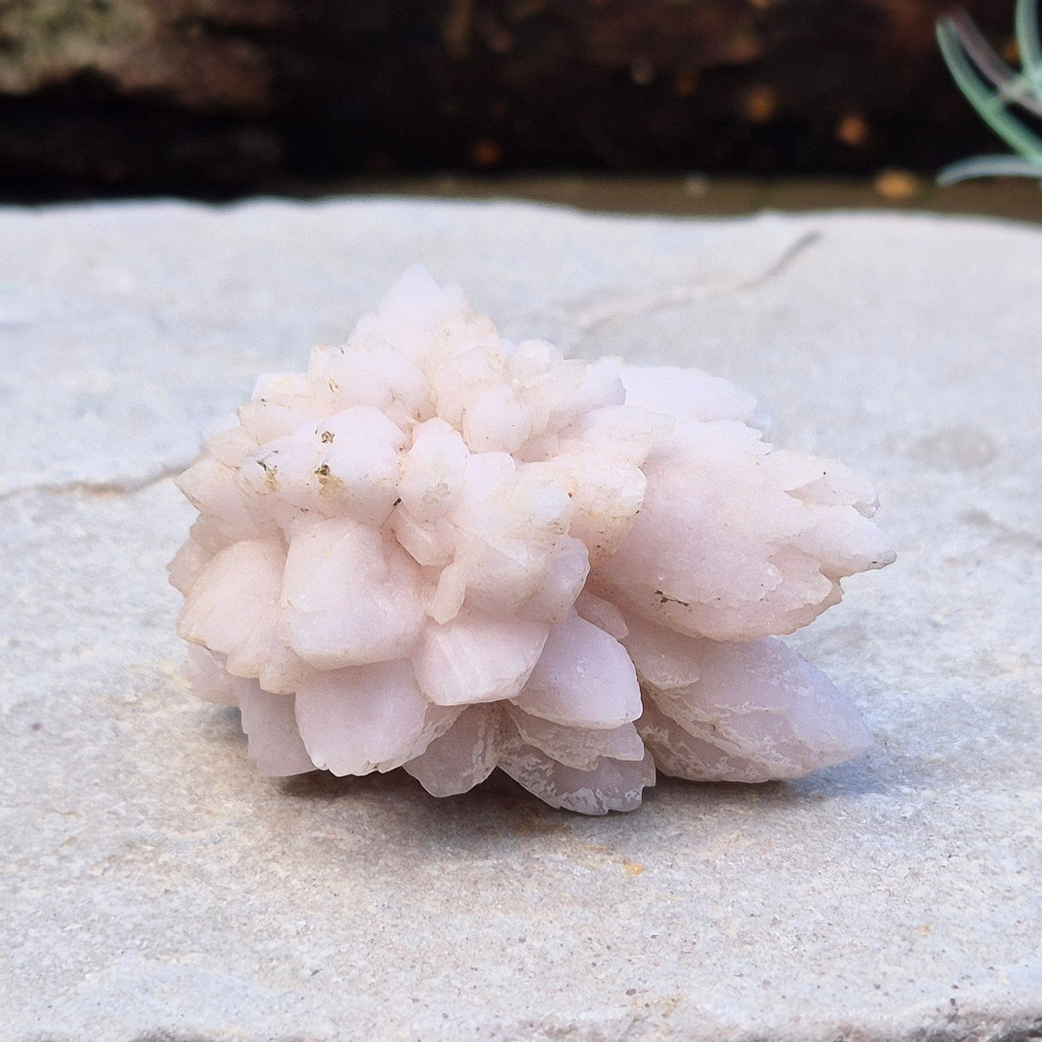 Flower Quartz Crystal Cluster from the Middle Atlas Mountains Morocco. Also sometimes called Pink Chrysanthemum Quartz.