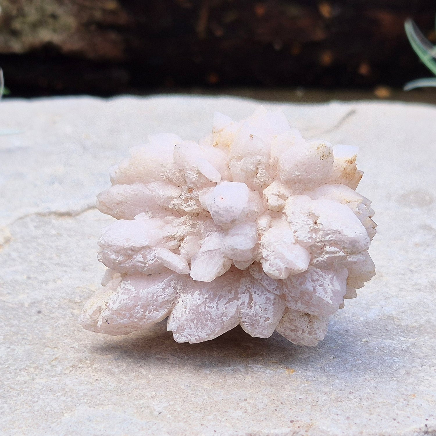 Flower Quartz Crystal Cluster from the Middle Atlas Mountains Morocco. Also sometimes called Pink Chrysanthemum Quartz.