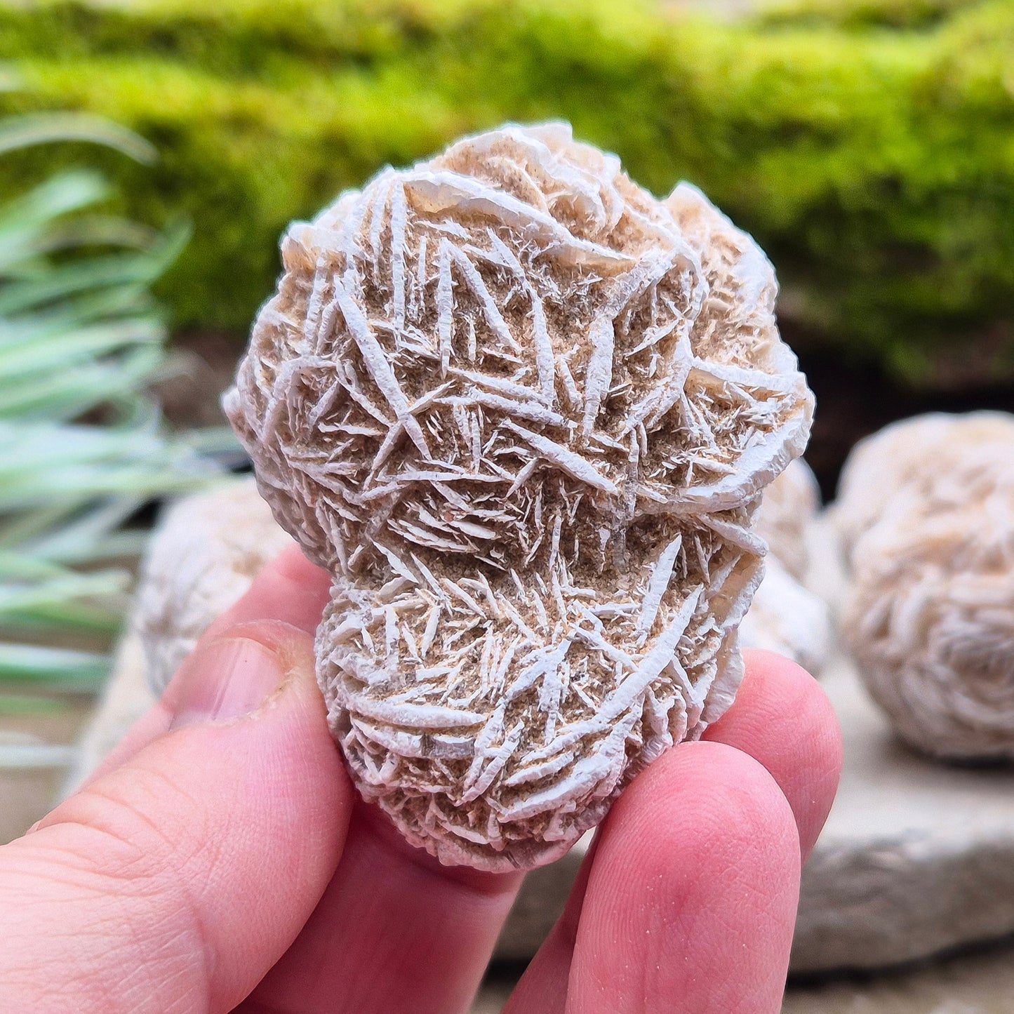 Find clarity and peace with Desert Rose: enhances focus, calms emotions, grounds energy, and connects you to divine guidance.